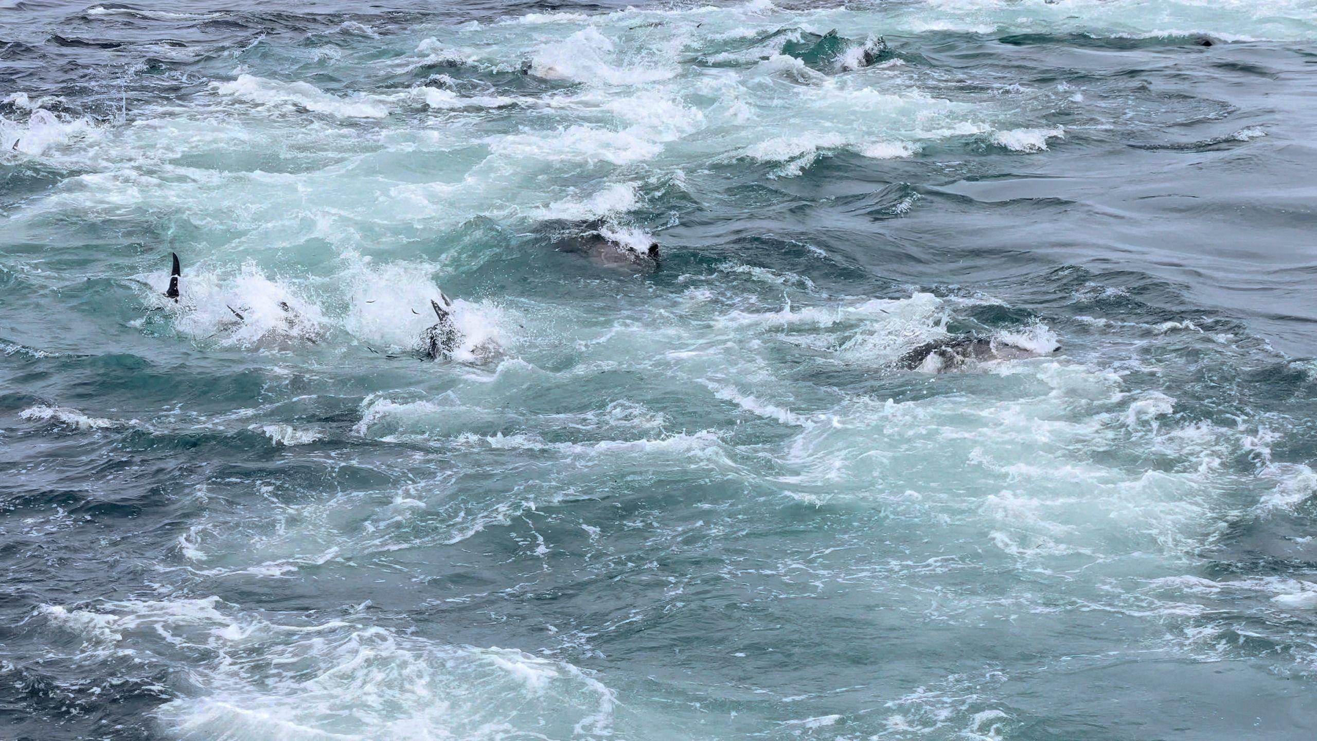 The photograph shows a shoal of bluefin tuna in a feeding frenzy off the coast of Cornwall in the south west of England last week. At least five dark bodies and fins of tuna can be seen in the midst of white water.   