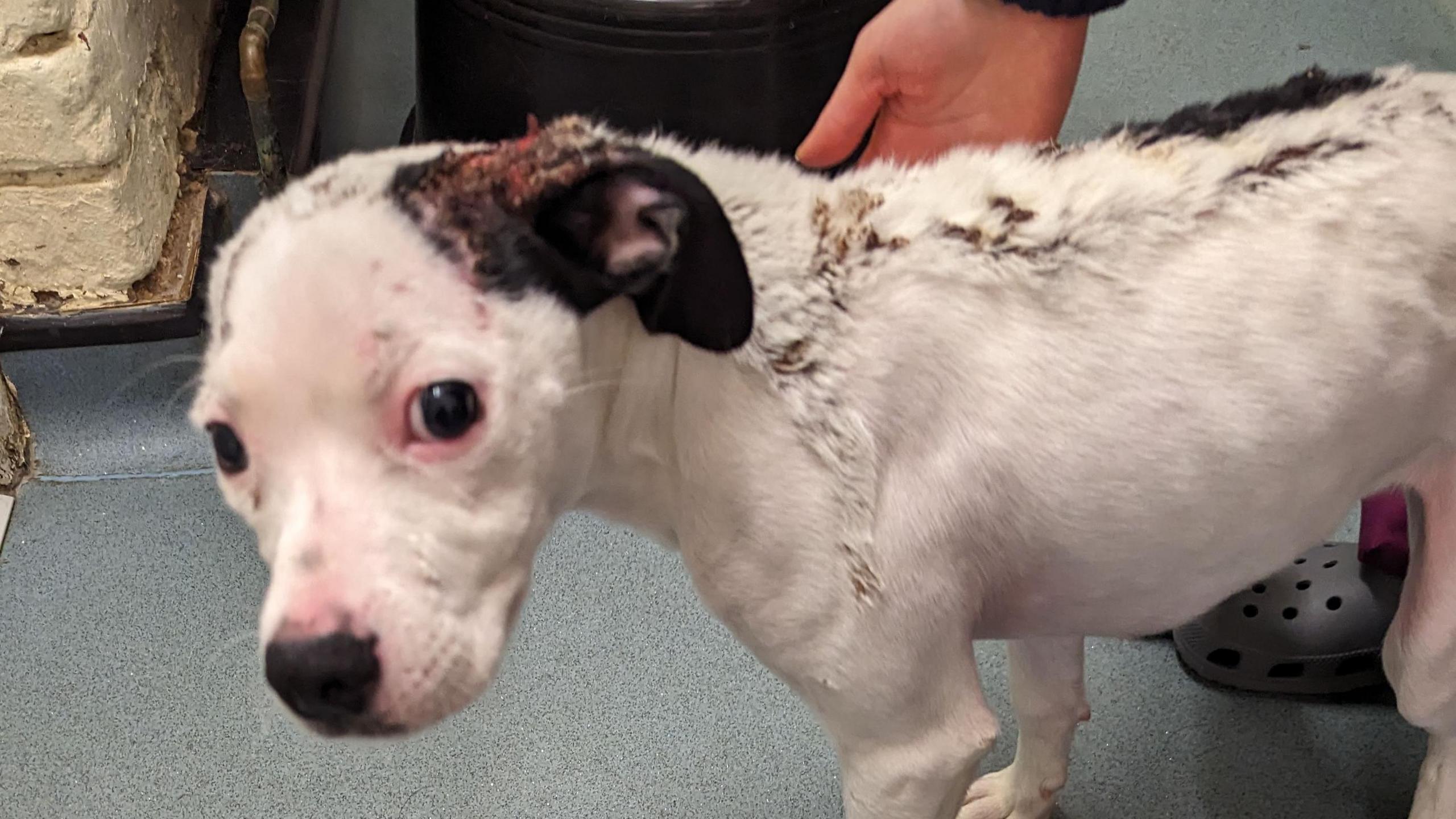 A cowering white Staffie cross dog with sores over his body