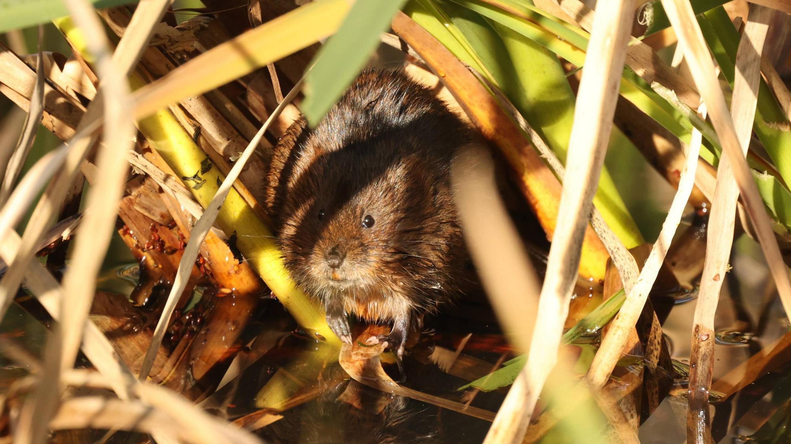 A brown water vole with beady black eyes is pictured peering at a camera within a network of reeds. A shadow from the reeds is partially covering the face of the vole.