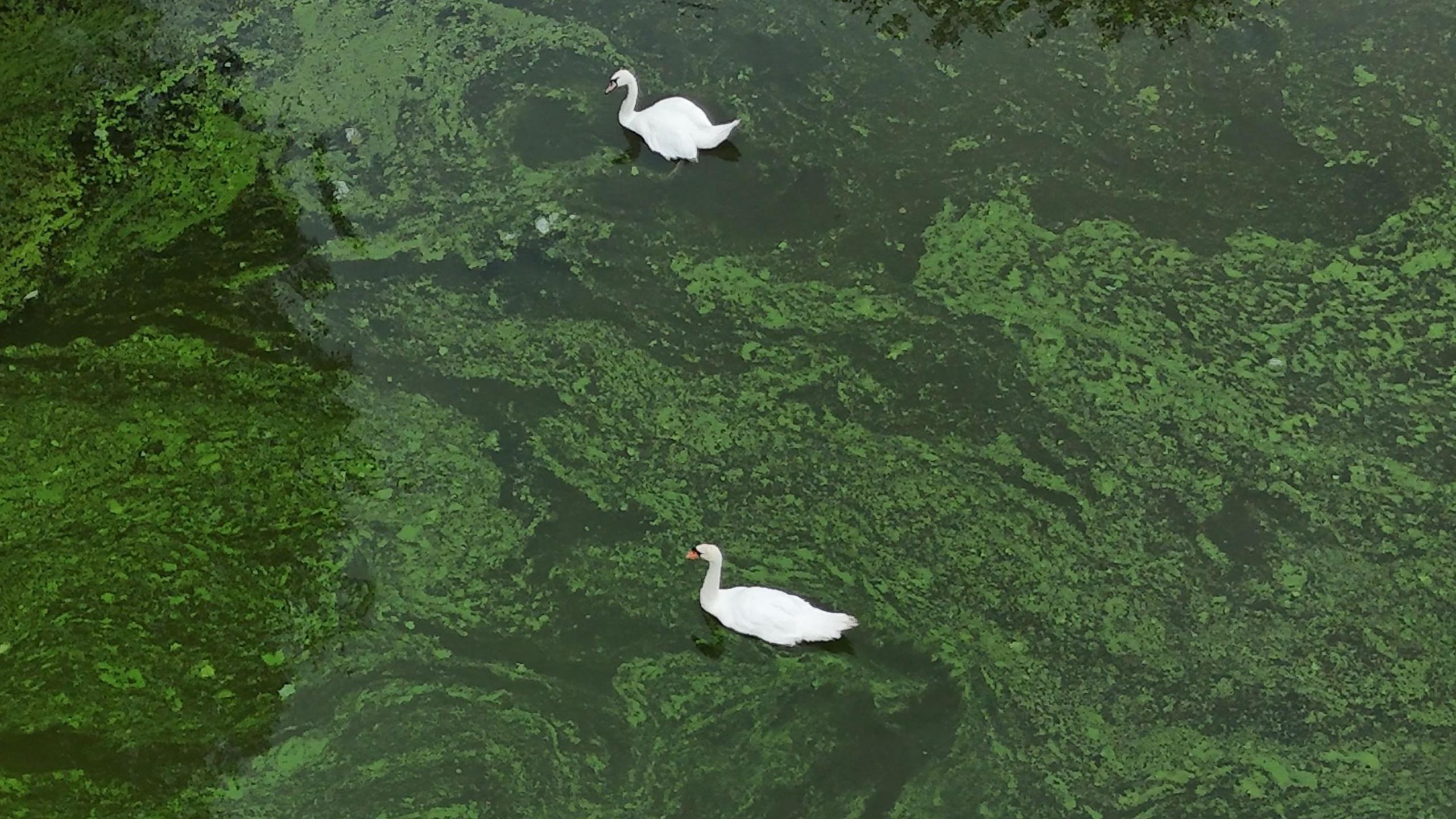 Two swans swim in water that is very swampy looking, because of blue-green algae. 