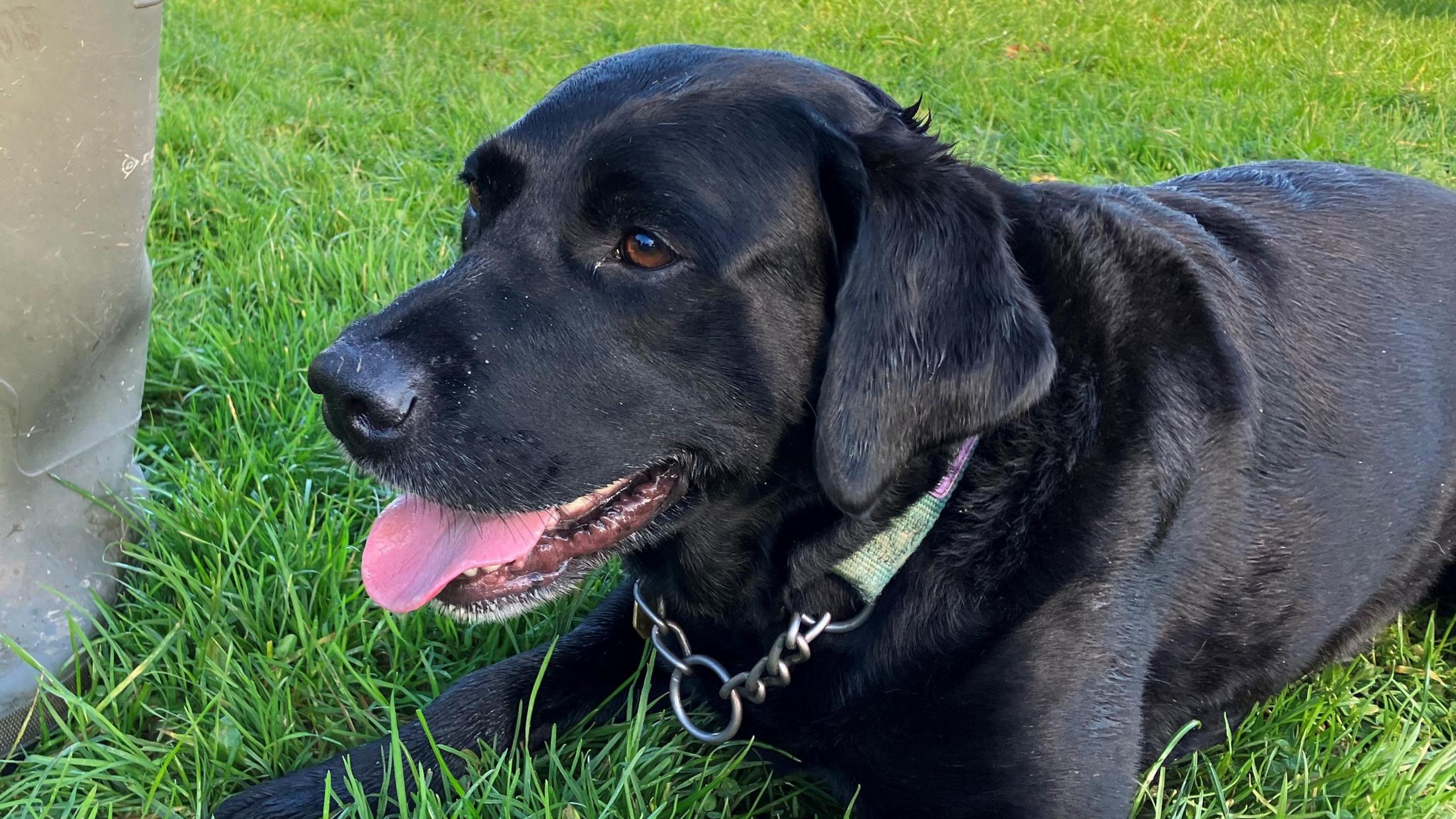 Ben the black Labrador 