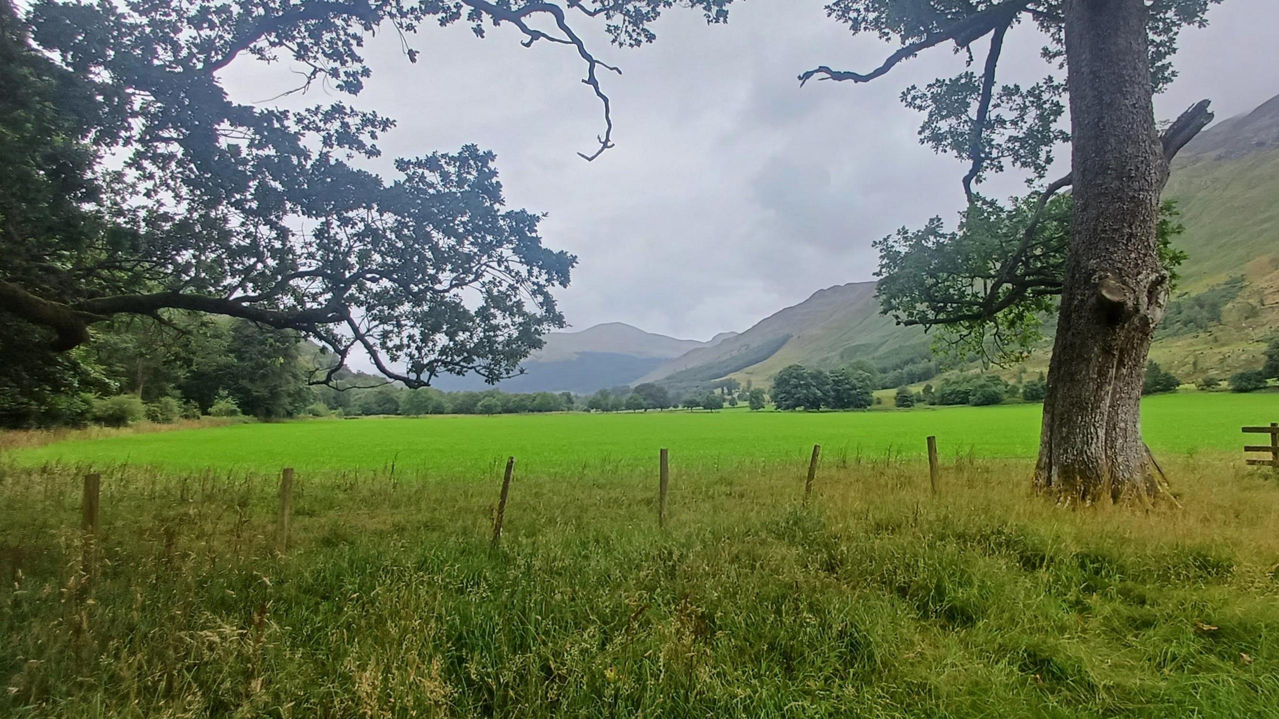Craobhan sa ghleann ann an Gleann Lìomhann