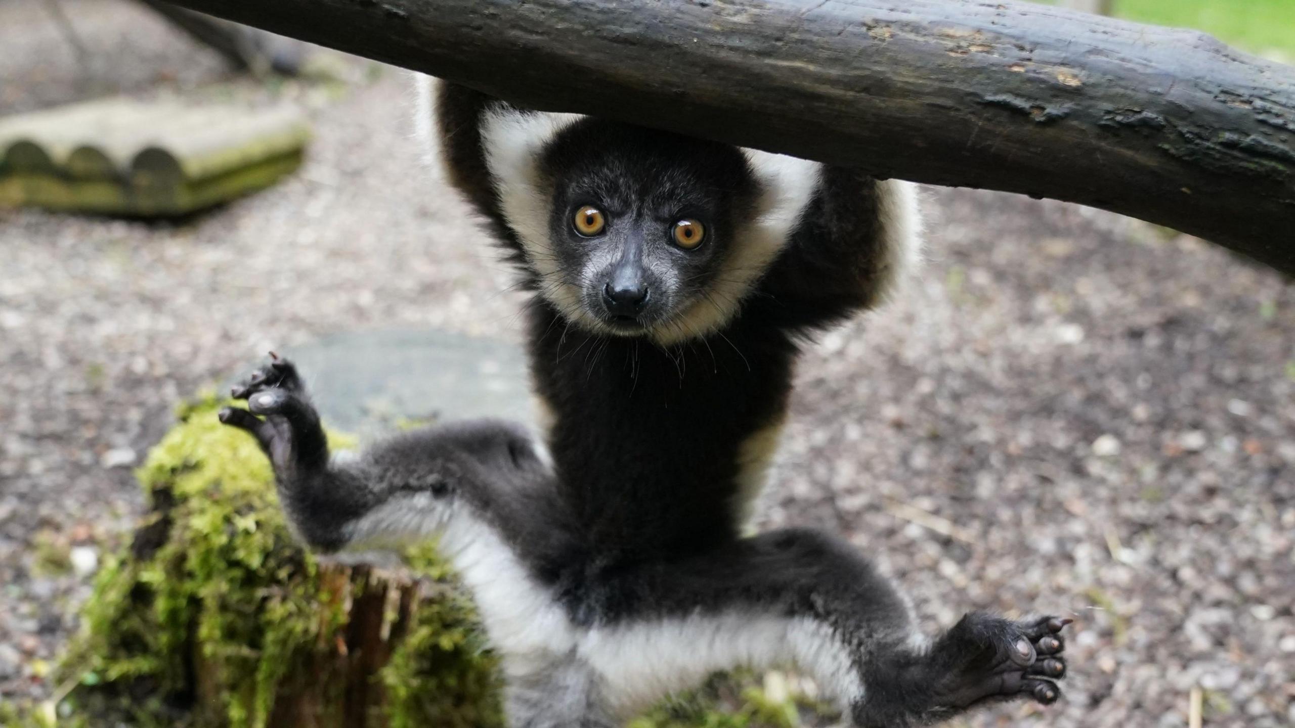 Lemur hanging from branch