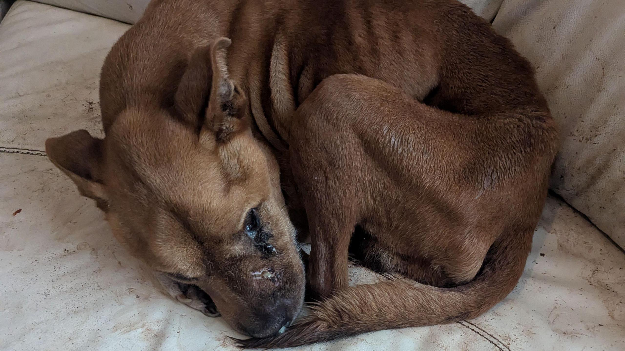 An eight-year-old emaciated Staffordshire bull terrier.