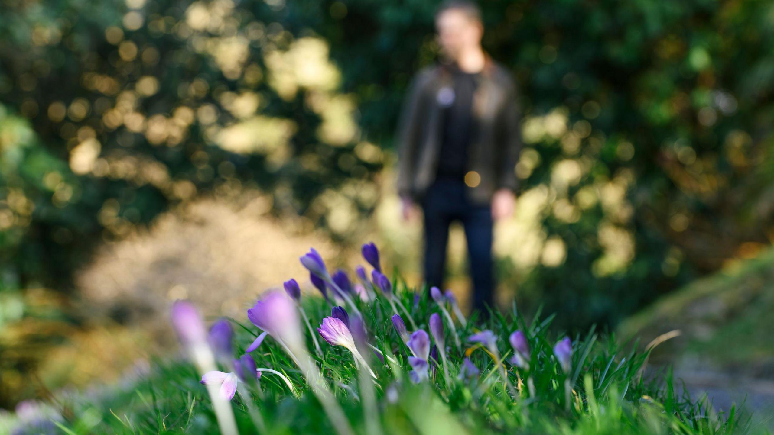 A row of crocus flowers in the foreground, with a figure, out of focus, in the background.