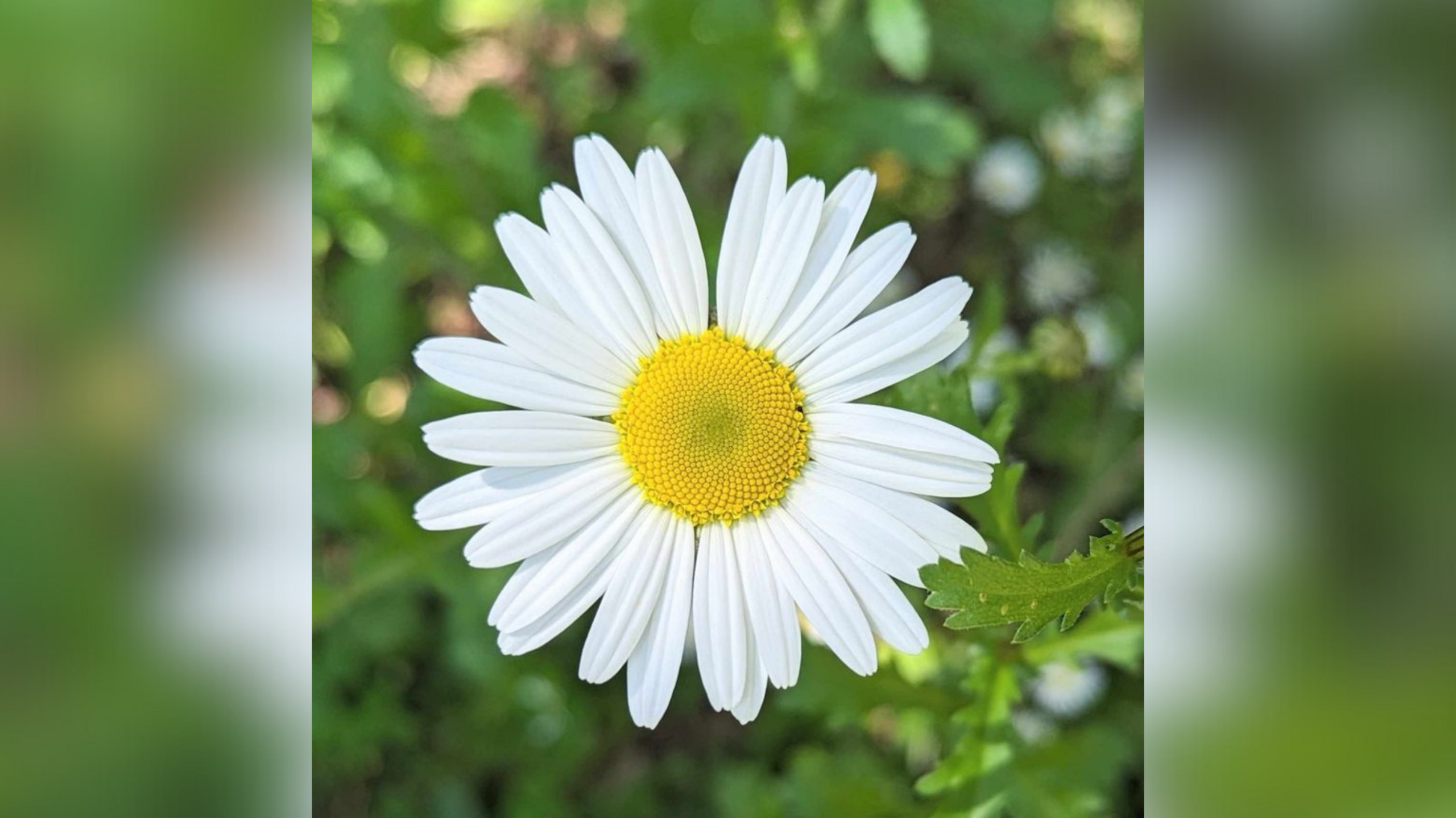 A daisy flower 