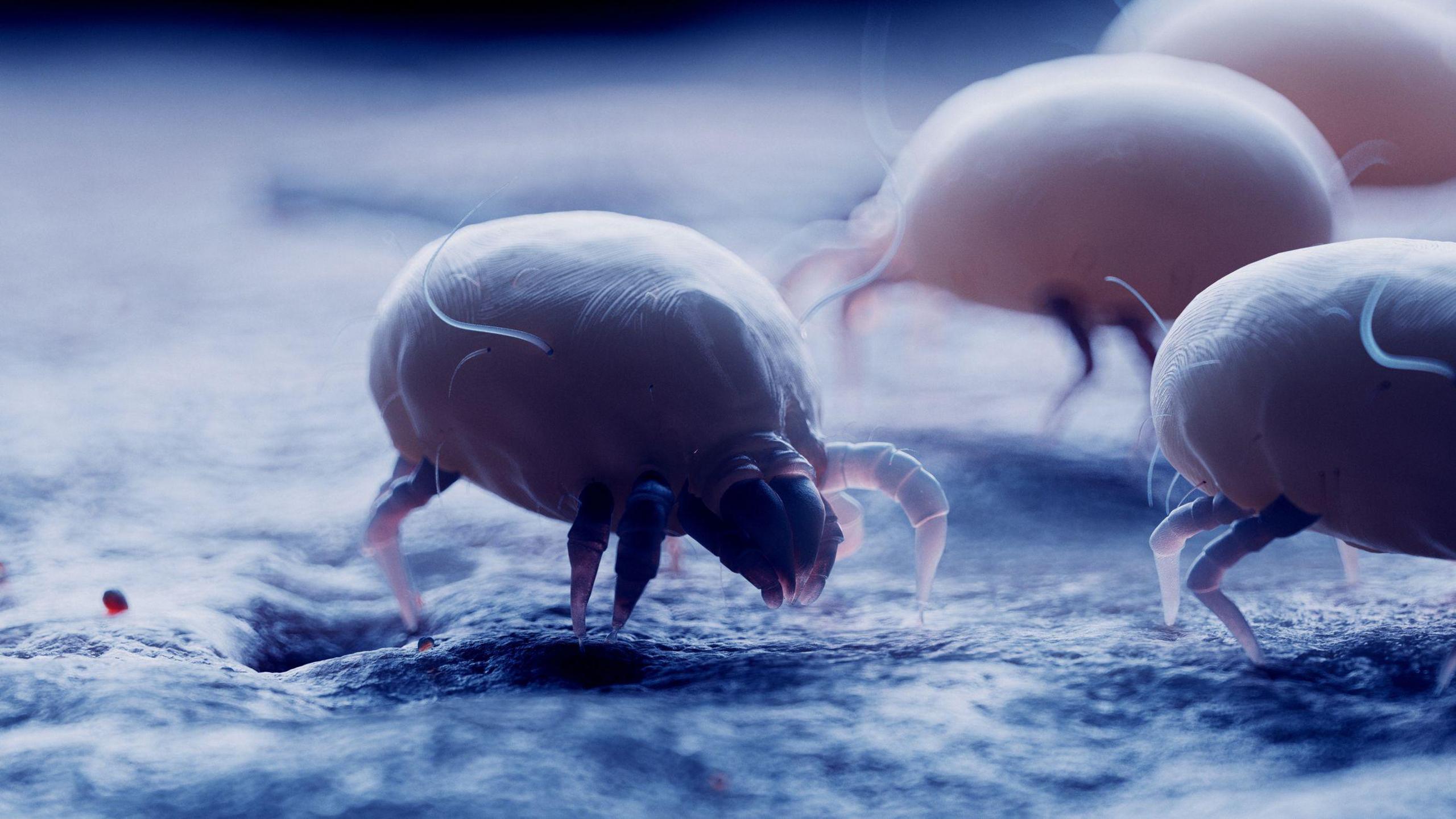 An illustration of a dust mite, the stock image is tinted blue and there are three creatures in vision, they look like small bulbous bugs with two smaller front legs and a longer back leg and thin antenna