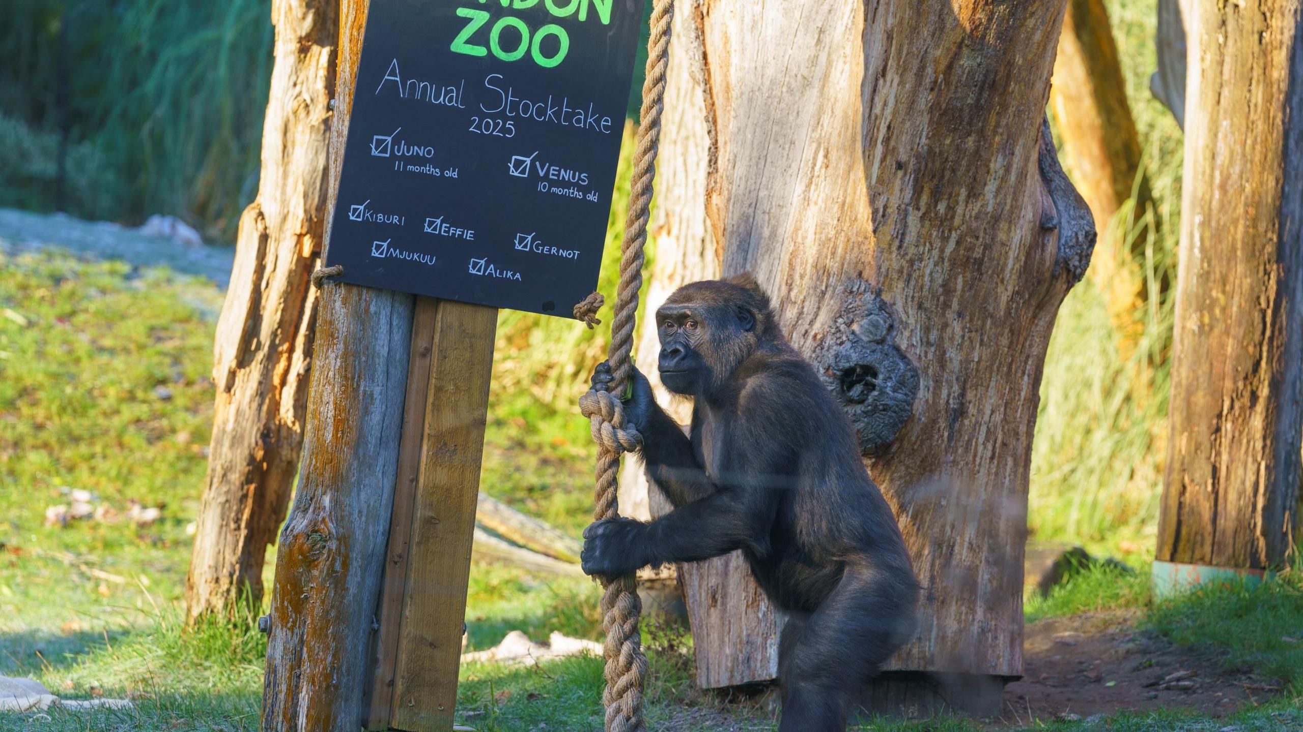 A western lowland gorilla 