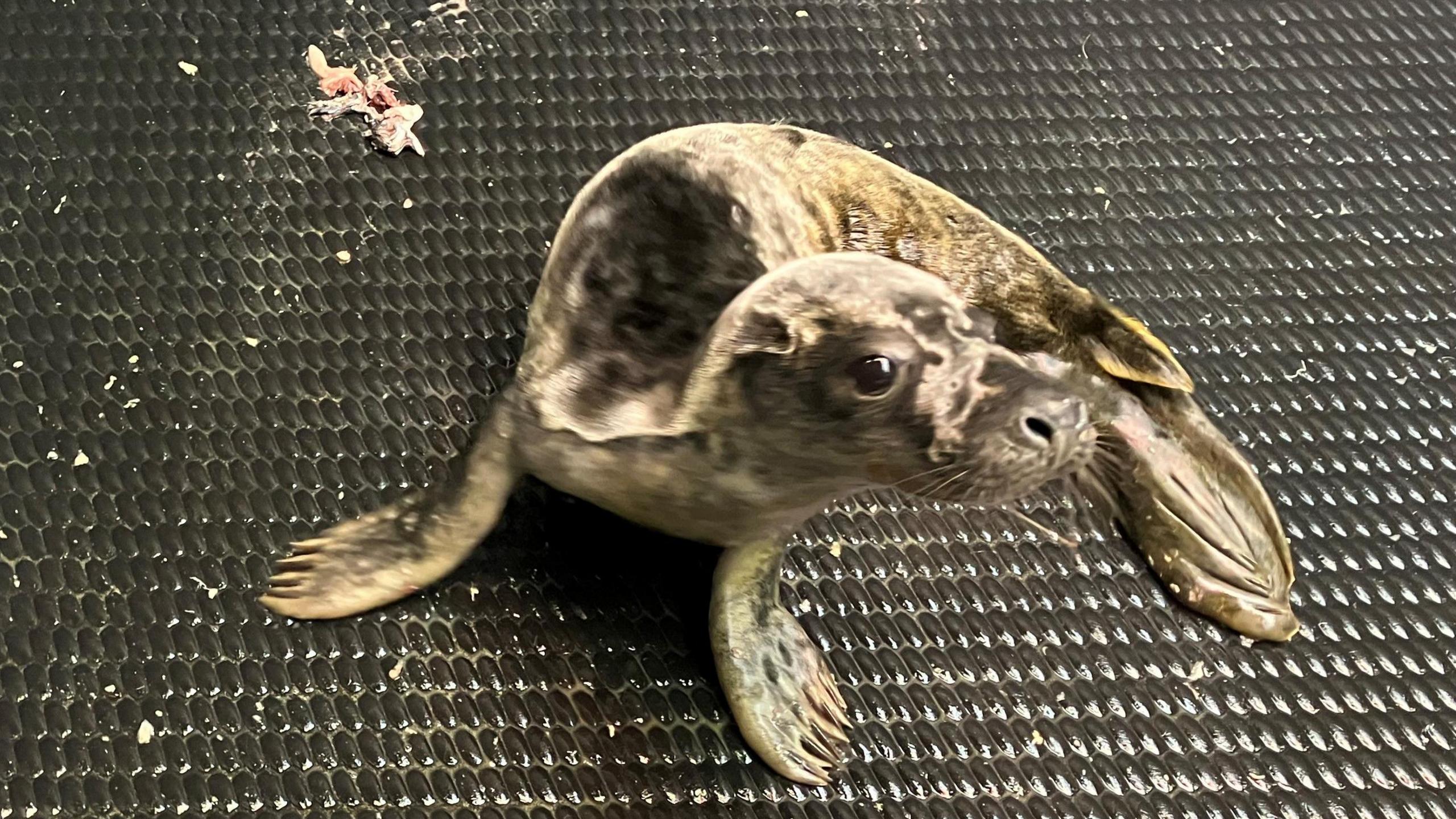 Seal looking very underweight on black mat 