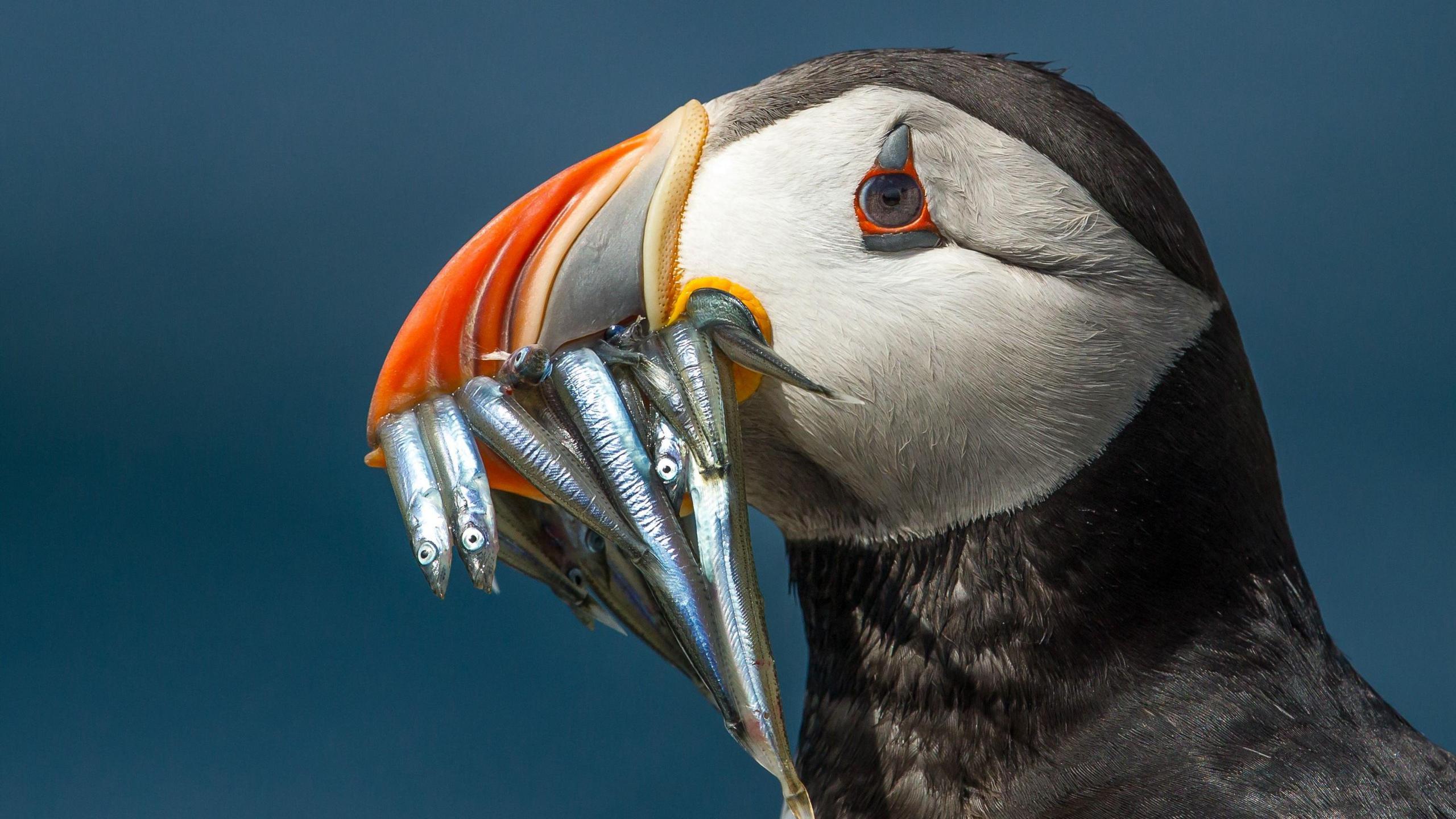 A close up of a puffin, which has a white face surrounded by black feathers and a bright striped beak, holds multiple thin silver fish in its beak. 