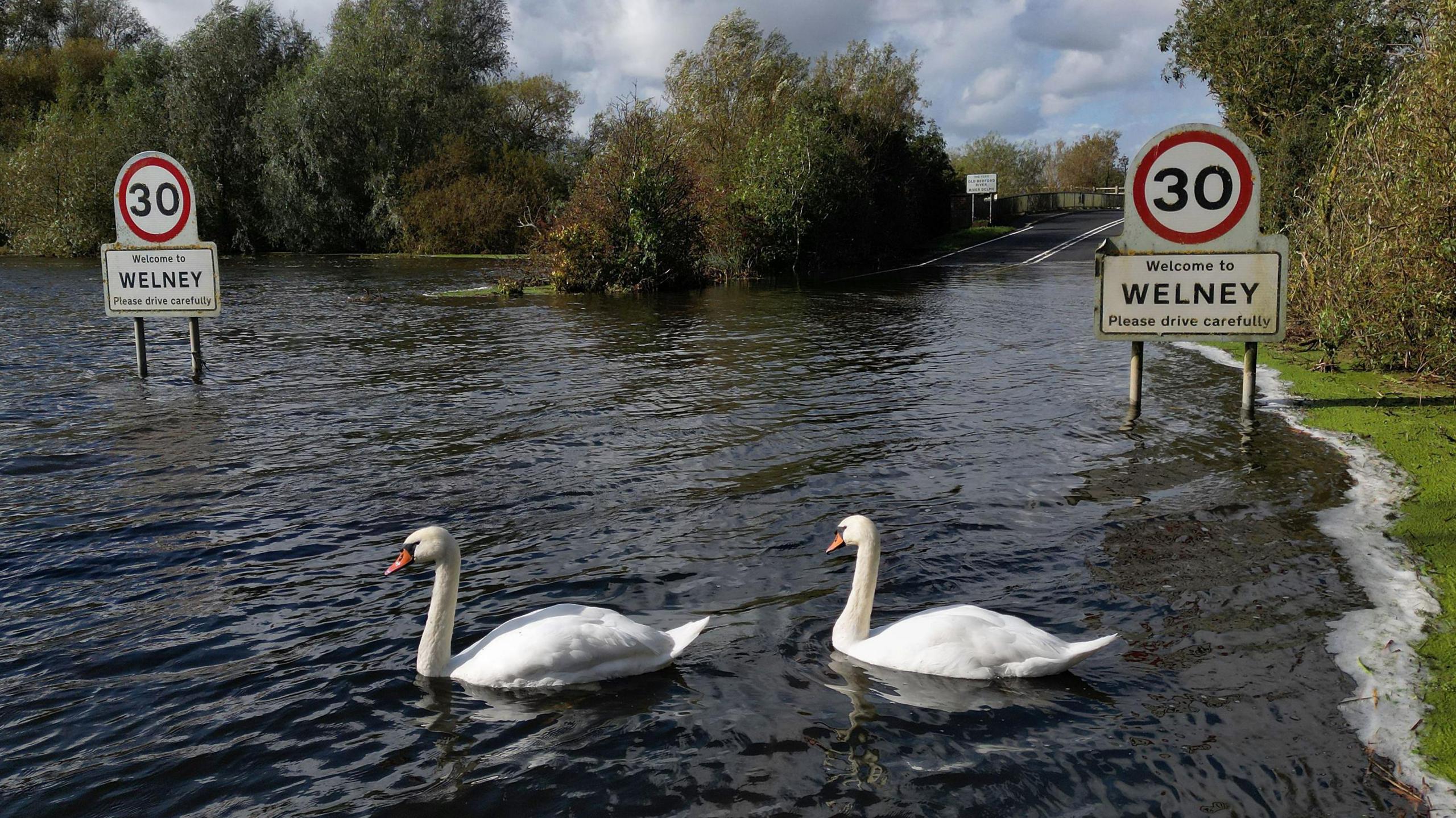 Two white swans swimming in floodwater on the Welney Wash Road. Two signs saying "Welcome to Welney, please drive carefully" can be seen, with two 30mph speed limit signs. 