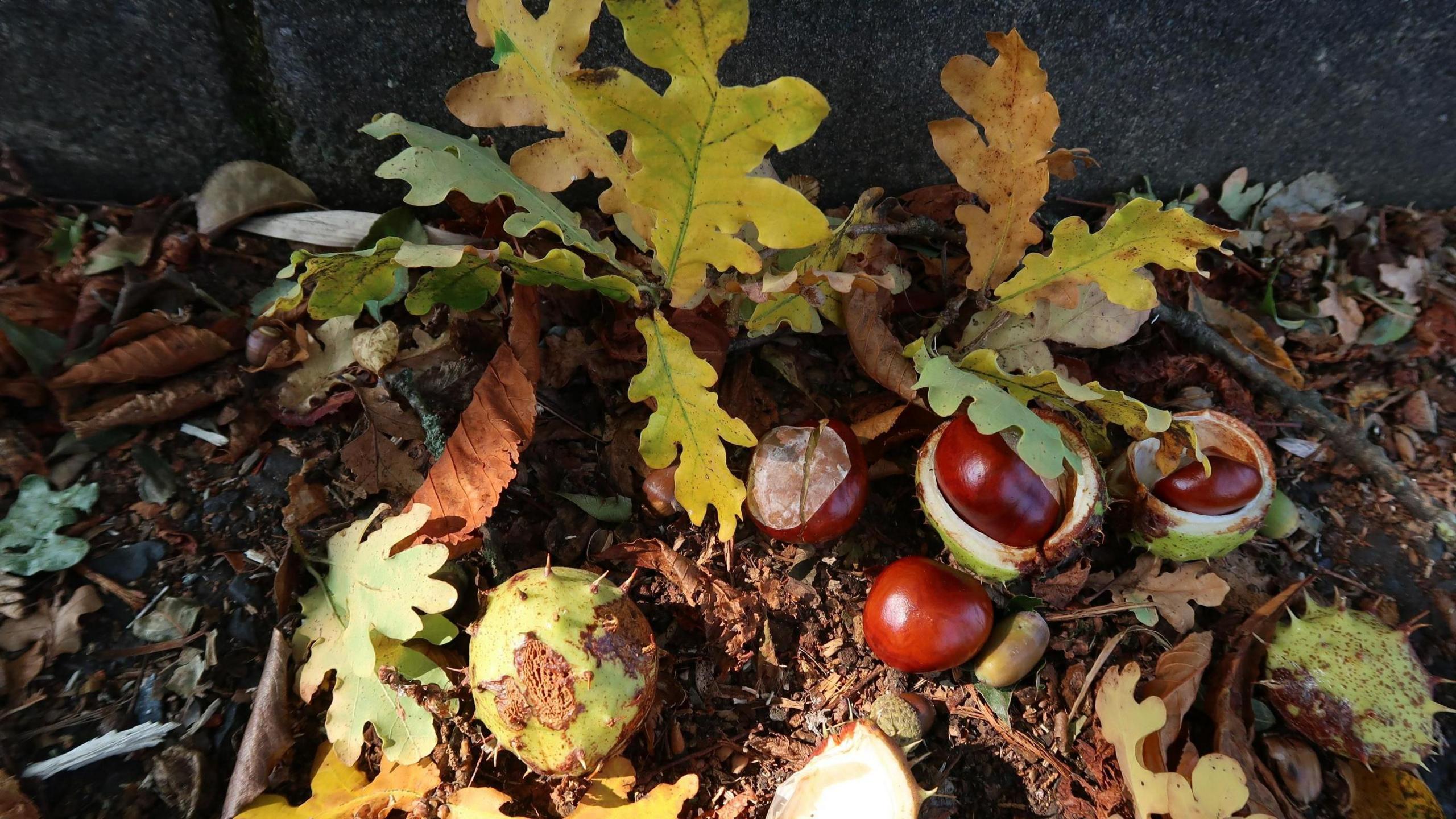 An autumnal scene with several conkers on the ground - some still in their casing after falling from a tree. Leaves of green and brown also fill the image.