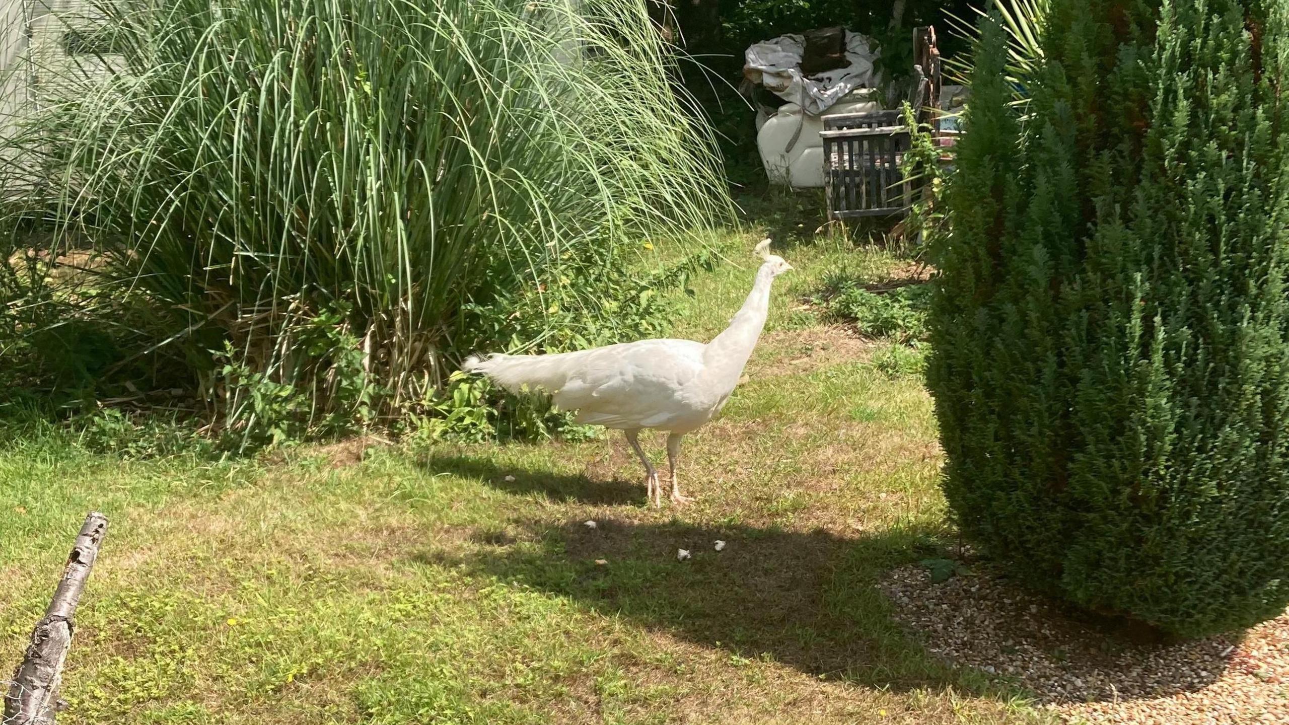 A white peacock in a garden surrounded by plants and a small, bushy tree.