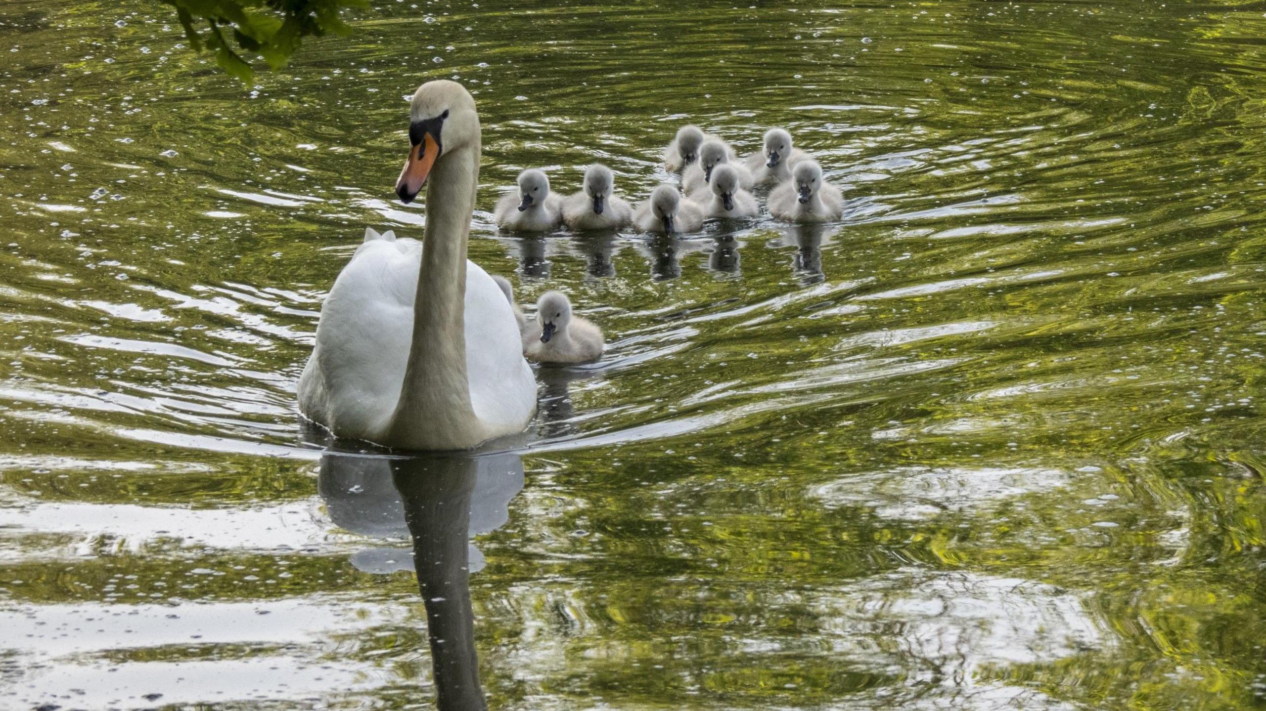 TUESDAY - Dinton Pastures Country Park