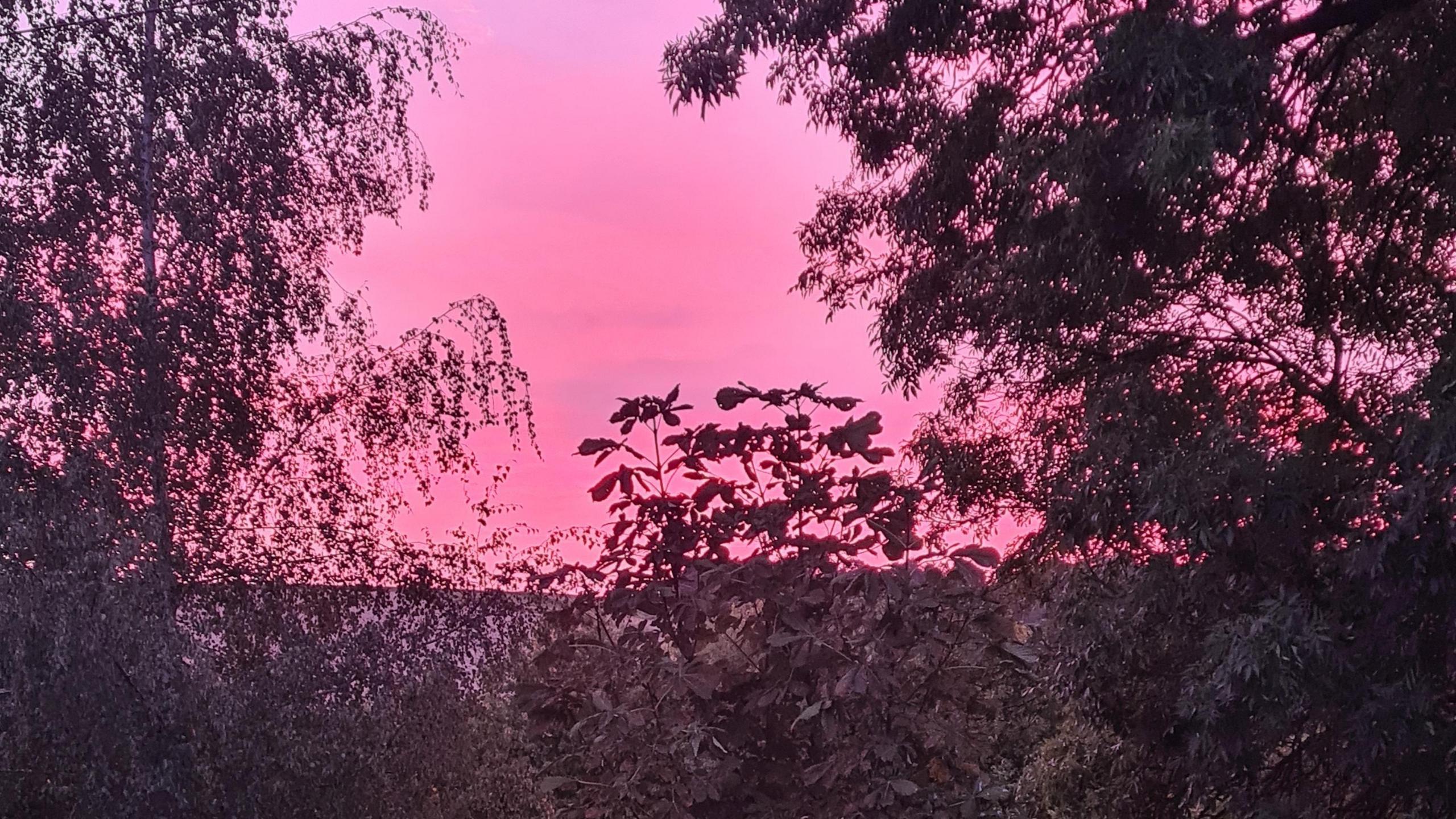 The silhouettes of several trees surround the edges of the picture, all different types of tree. They are against a pink sky.