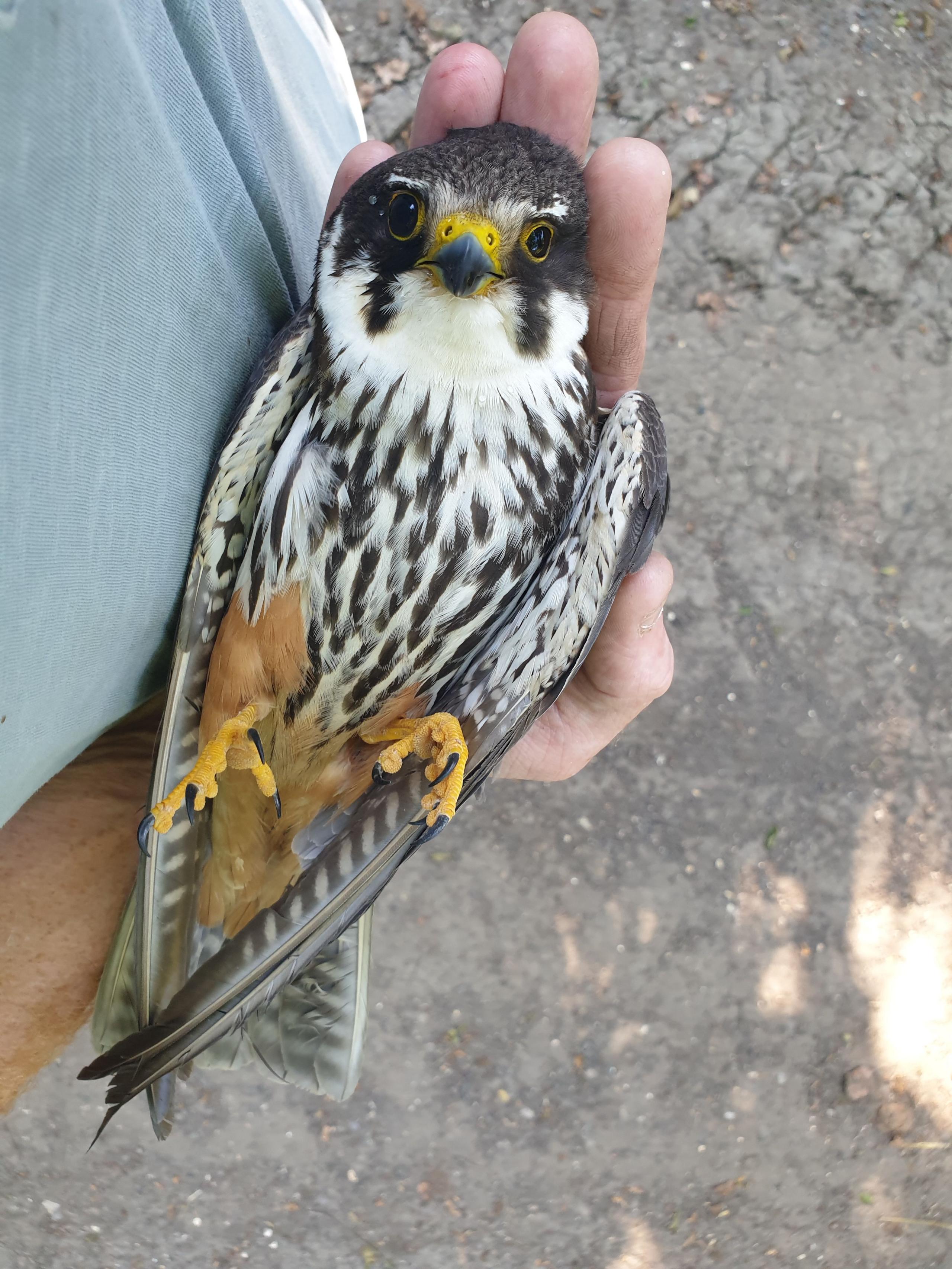 Small black, white and brown bird lying in a persons hand, looking into the camera