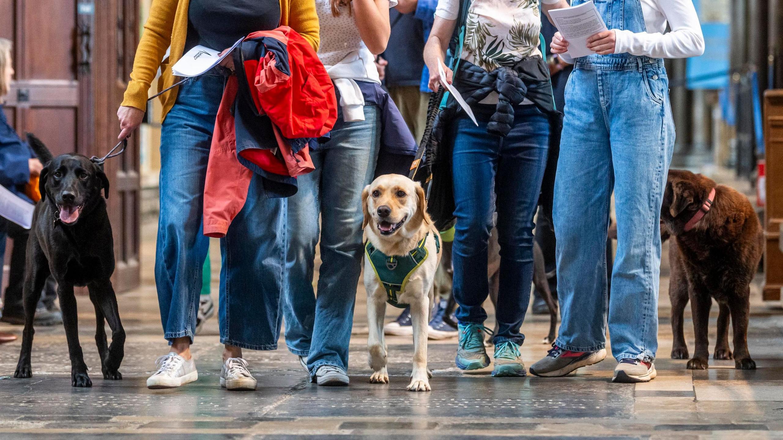 Three Labradors, one black, one yellow, and the other brown, make their way into a cathedral, with their female owners holding their leads.