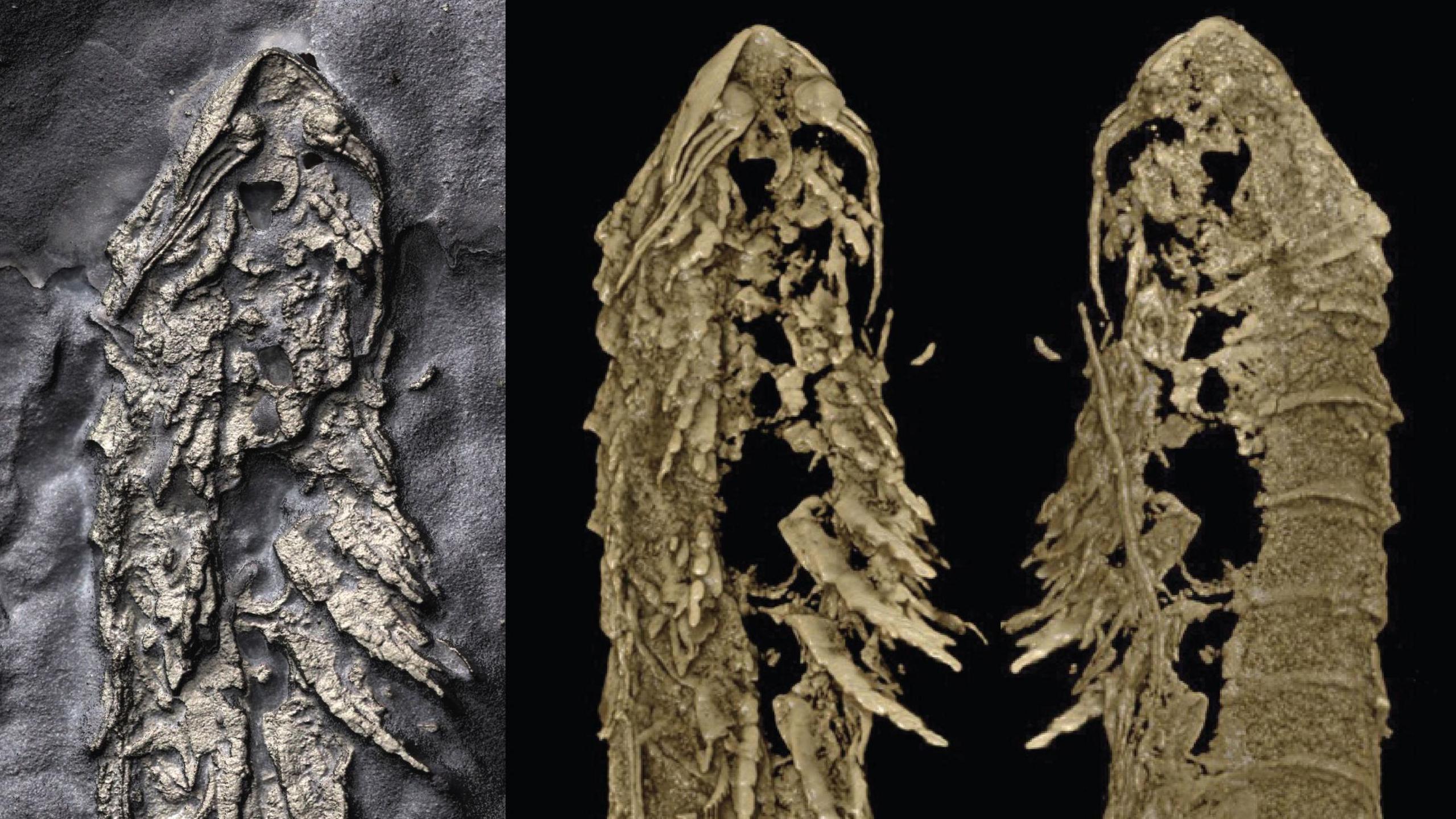 holotype specimen of Lomankus edgecombei