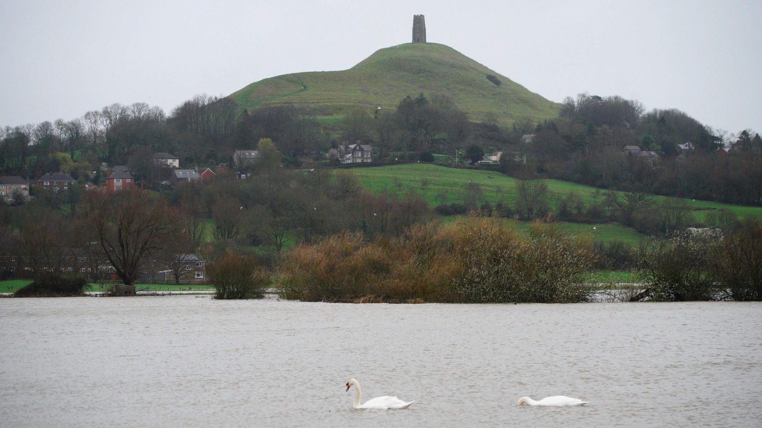 Glastonbury Tor in the background while swans swim down a river in the foreground