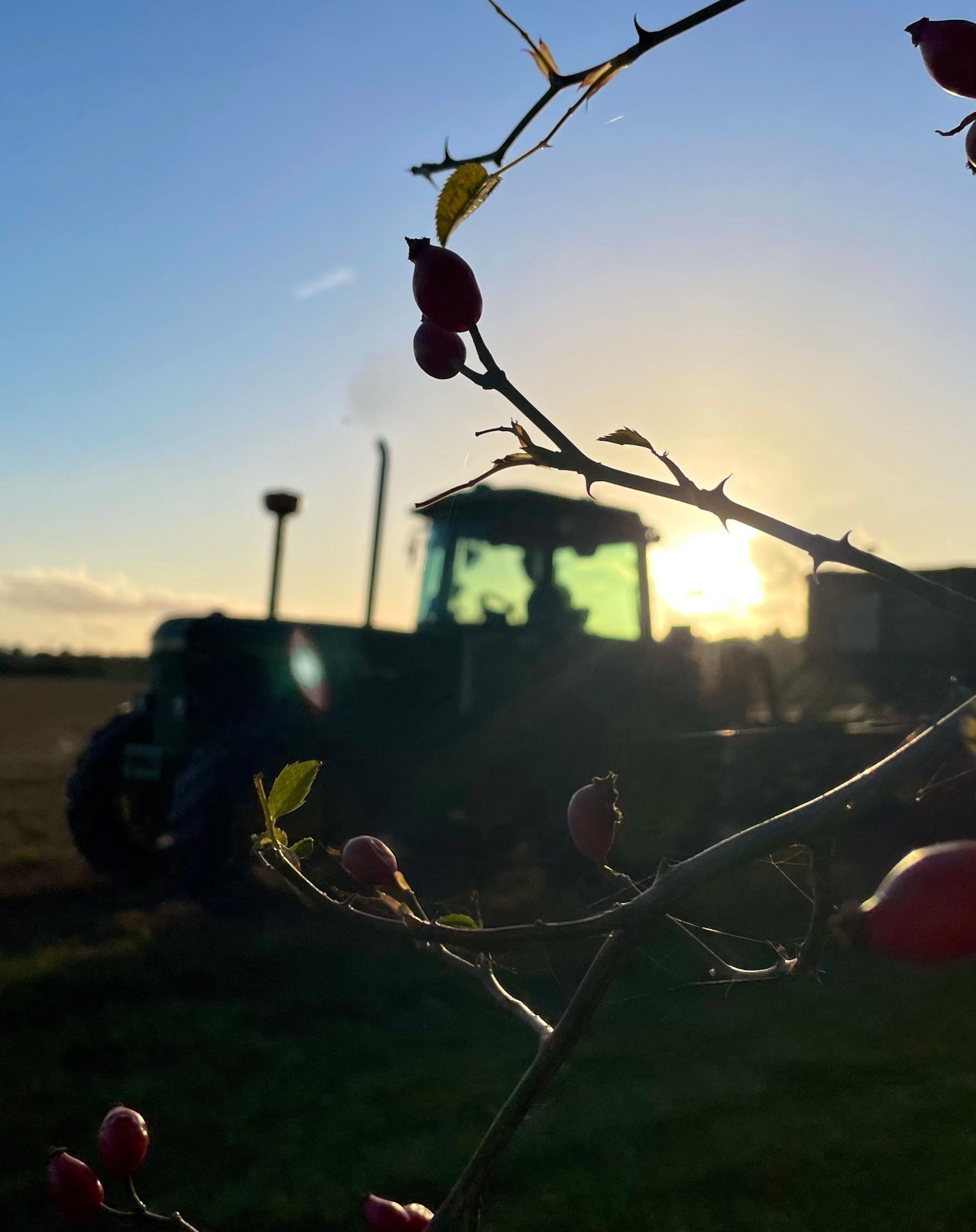 A tractor with the sun behind