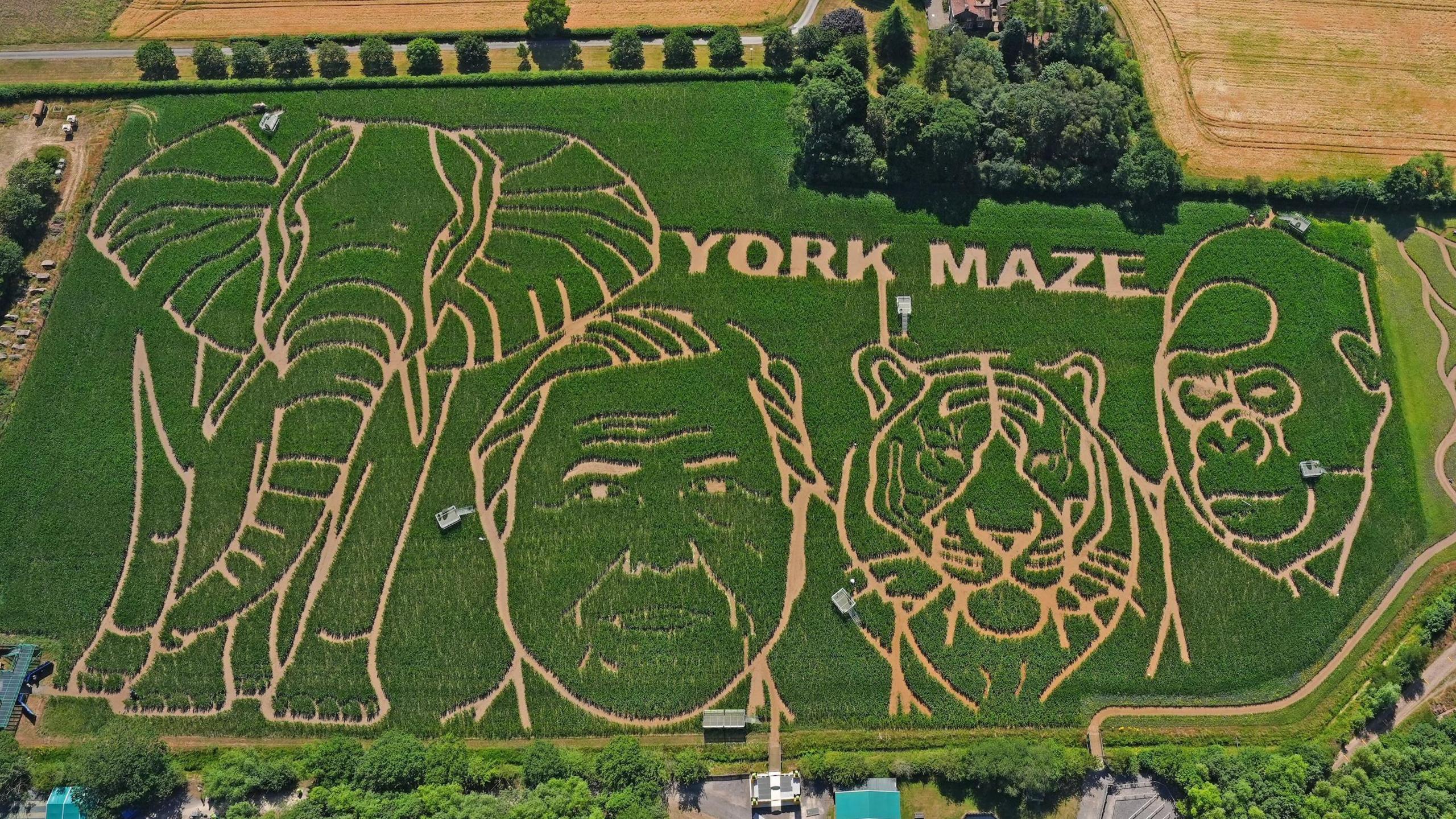 A giant corn maze with David Attenborough, an elephant, tiger and gorilla