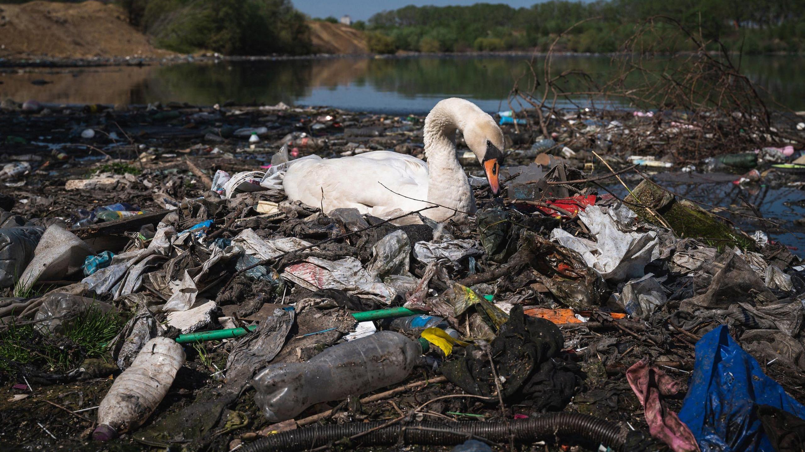 Swan sits in Danube River surrounded by plastic rubbish