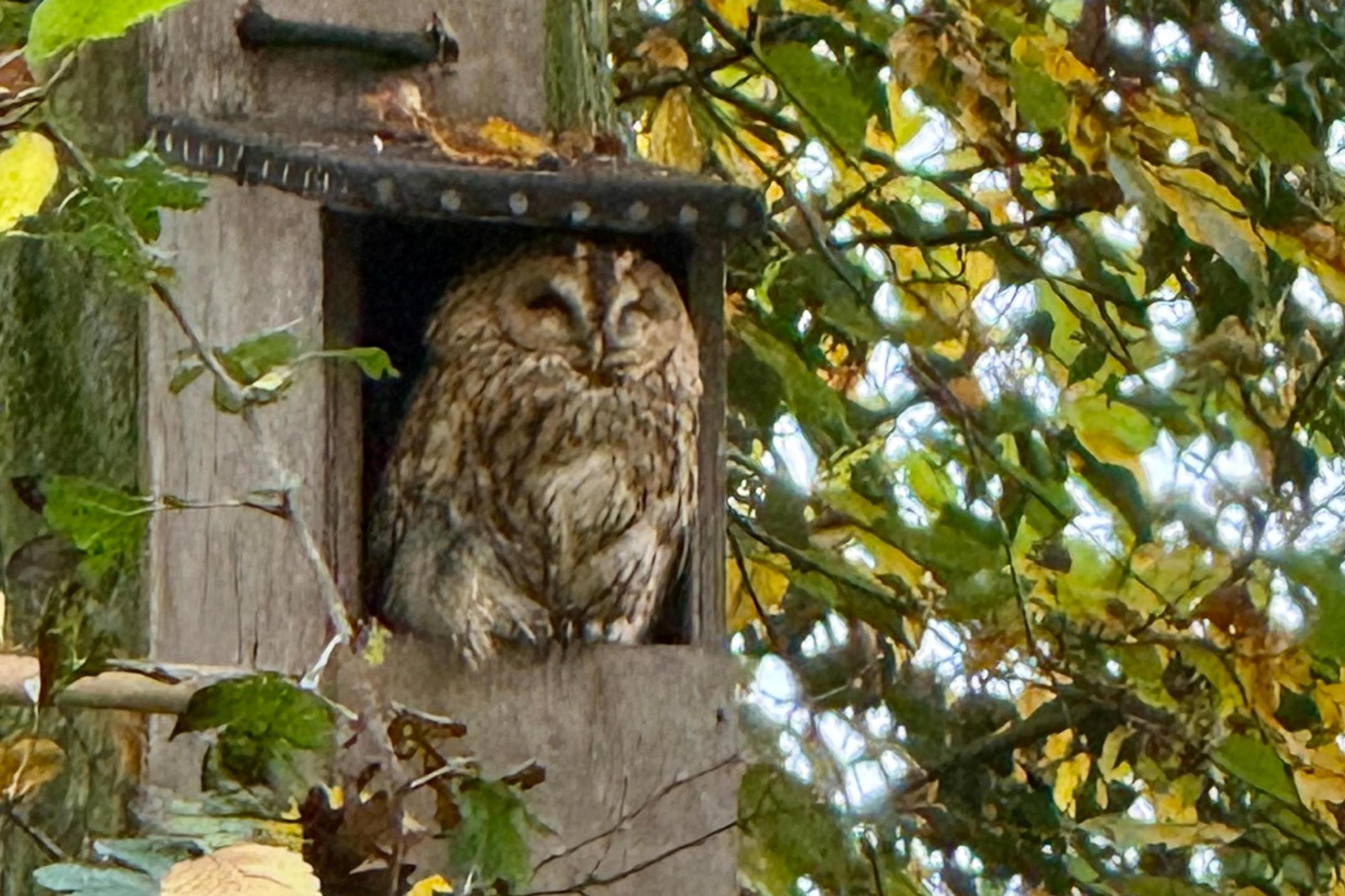 A tawny owl sits in a nesting box which is attached to a tree. Its eyes appear closed. Its surrounded by the leaf canopy which is mostly green but some leaves are beginning to turn brown. 