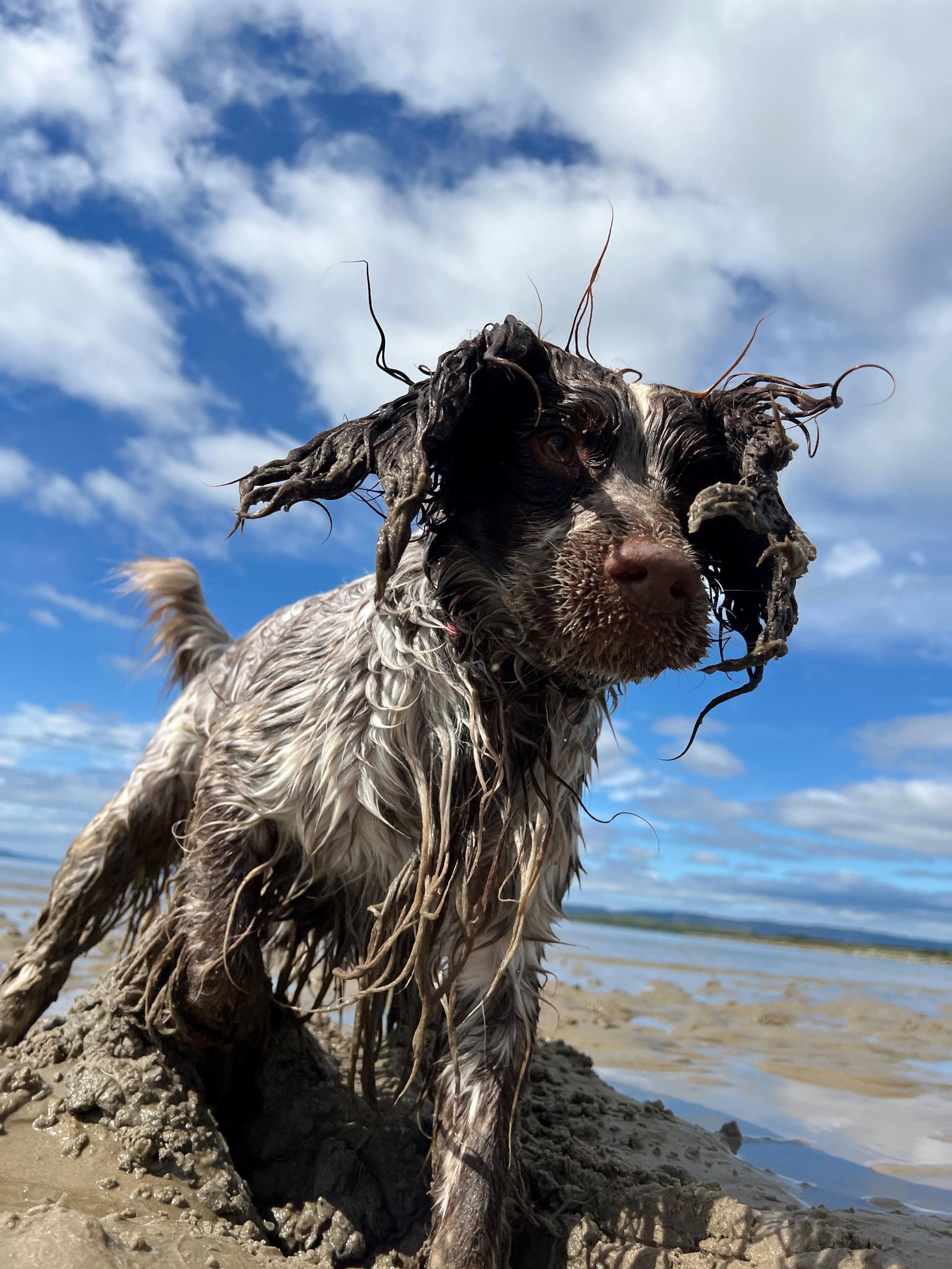 Extreme close up of a black and white dog, running on a sandy beach, covered all over in mud