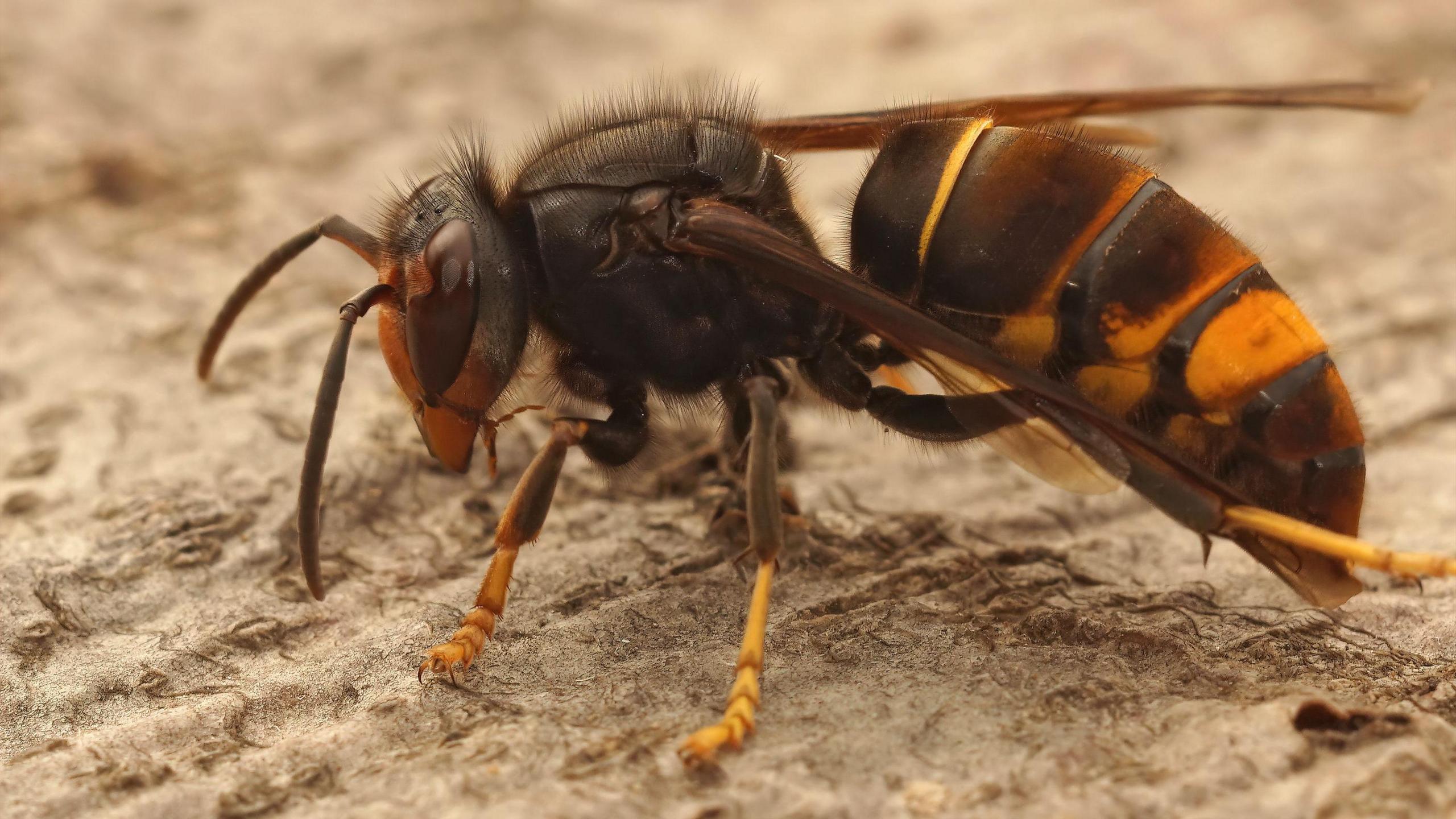 An Asian hornet