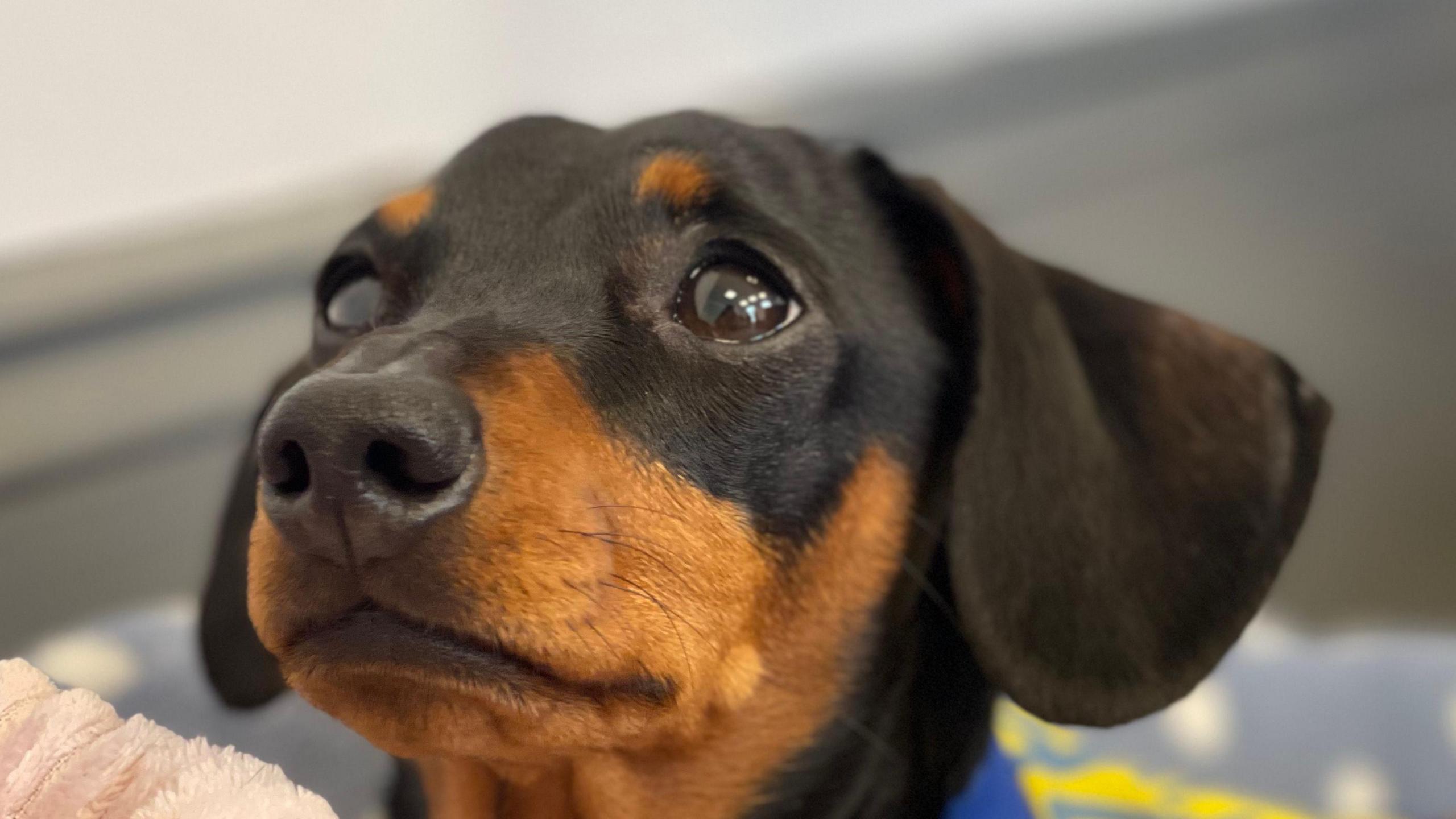 Close up shot of dachshund's head