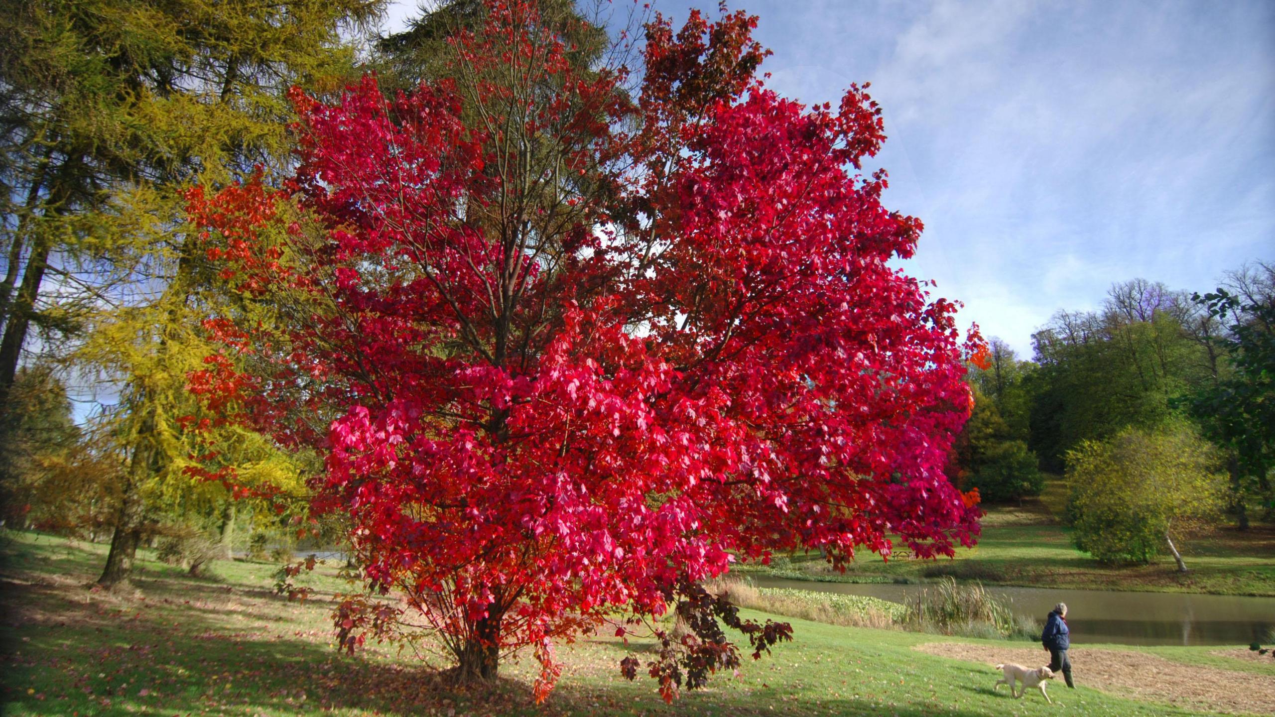 A man walks a dog in an autumn landscape beside water with a tree with red leaves in the foreground