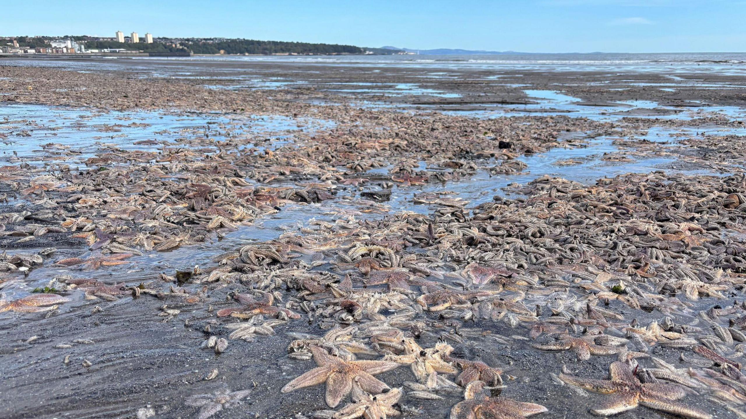 Thousands of dark starfish piled on top of each other along a beach front. Buildings can be seen in the background and a couple of people stand looking at the starfish