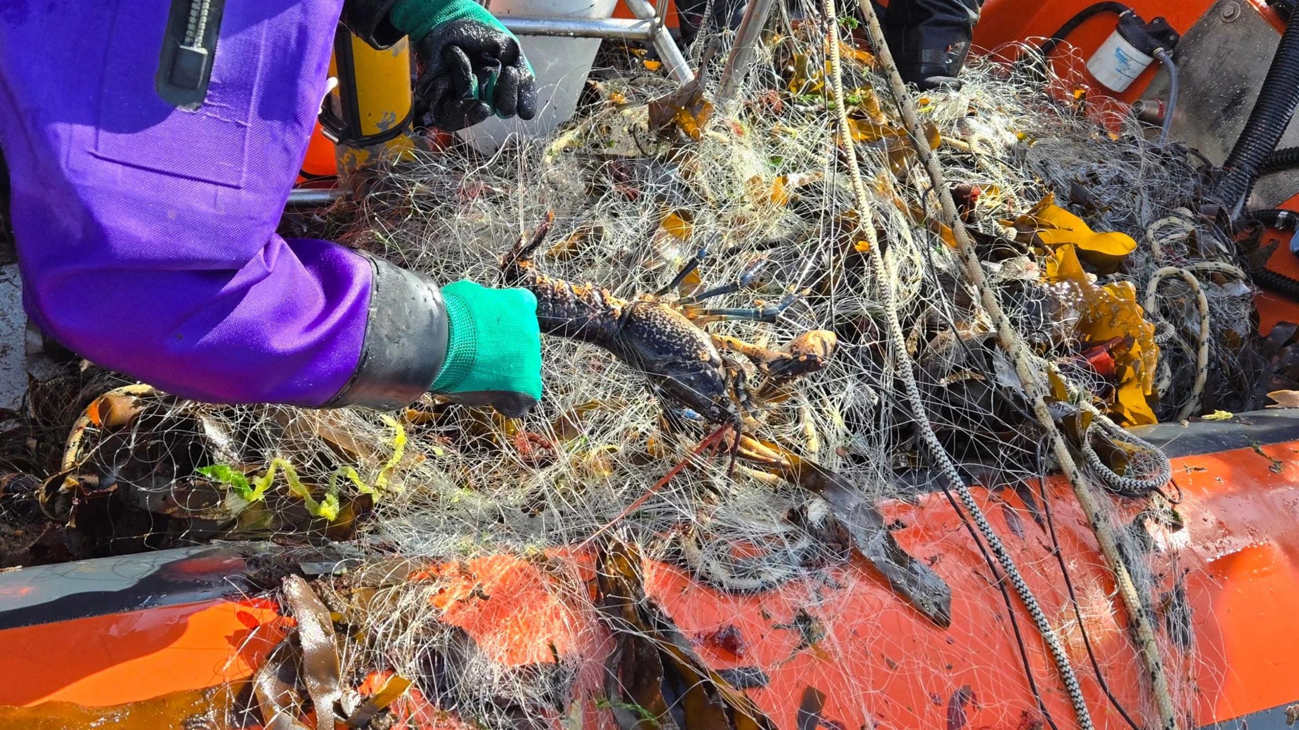 A lobster is caught in a fishing net on the side of a dinghy with a gloved hand holding the net.