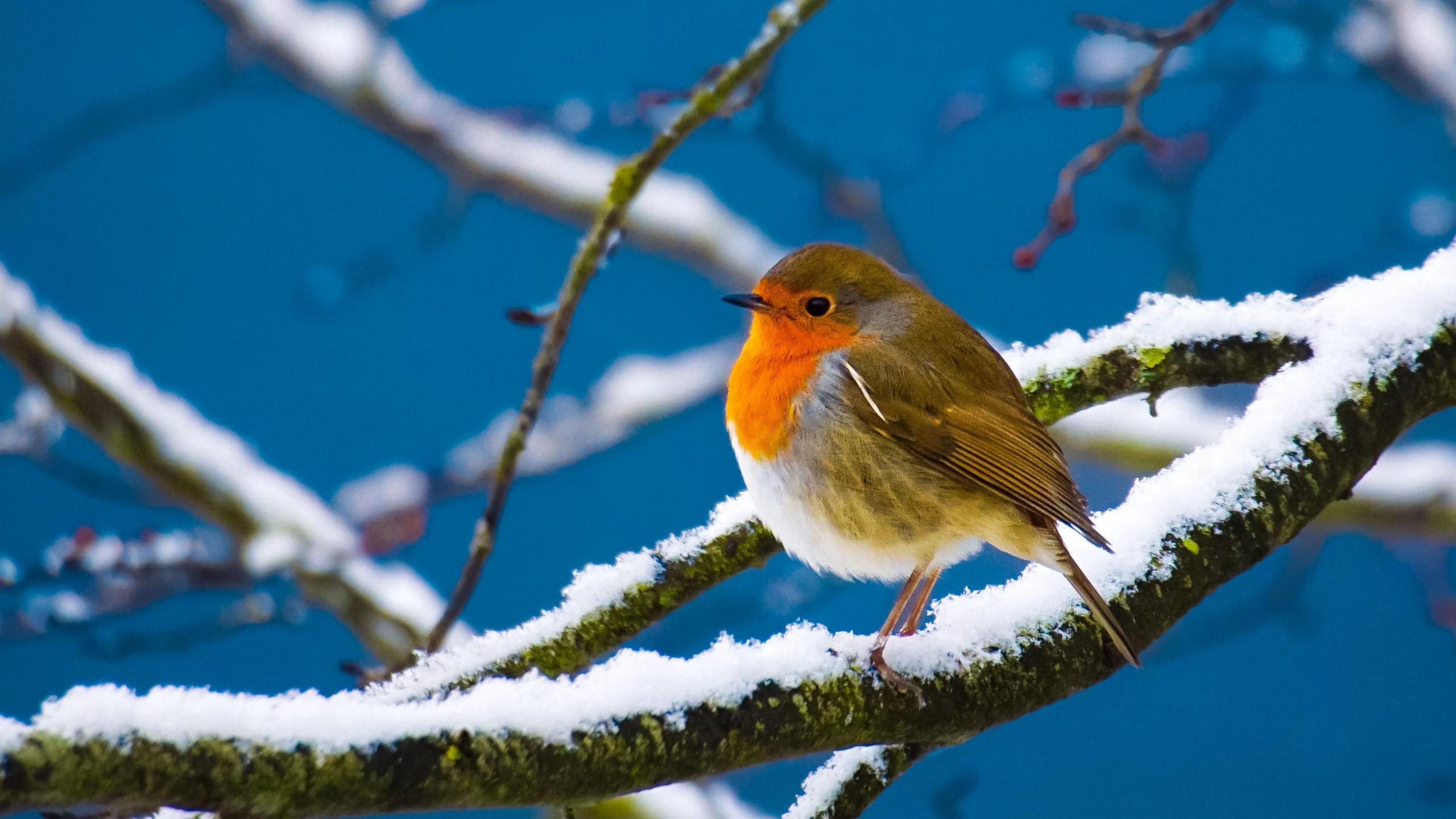 Robin sitting on a snowy tree branch