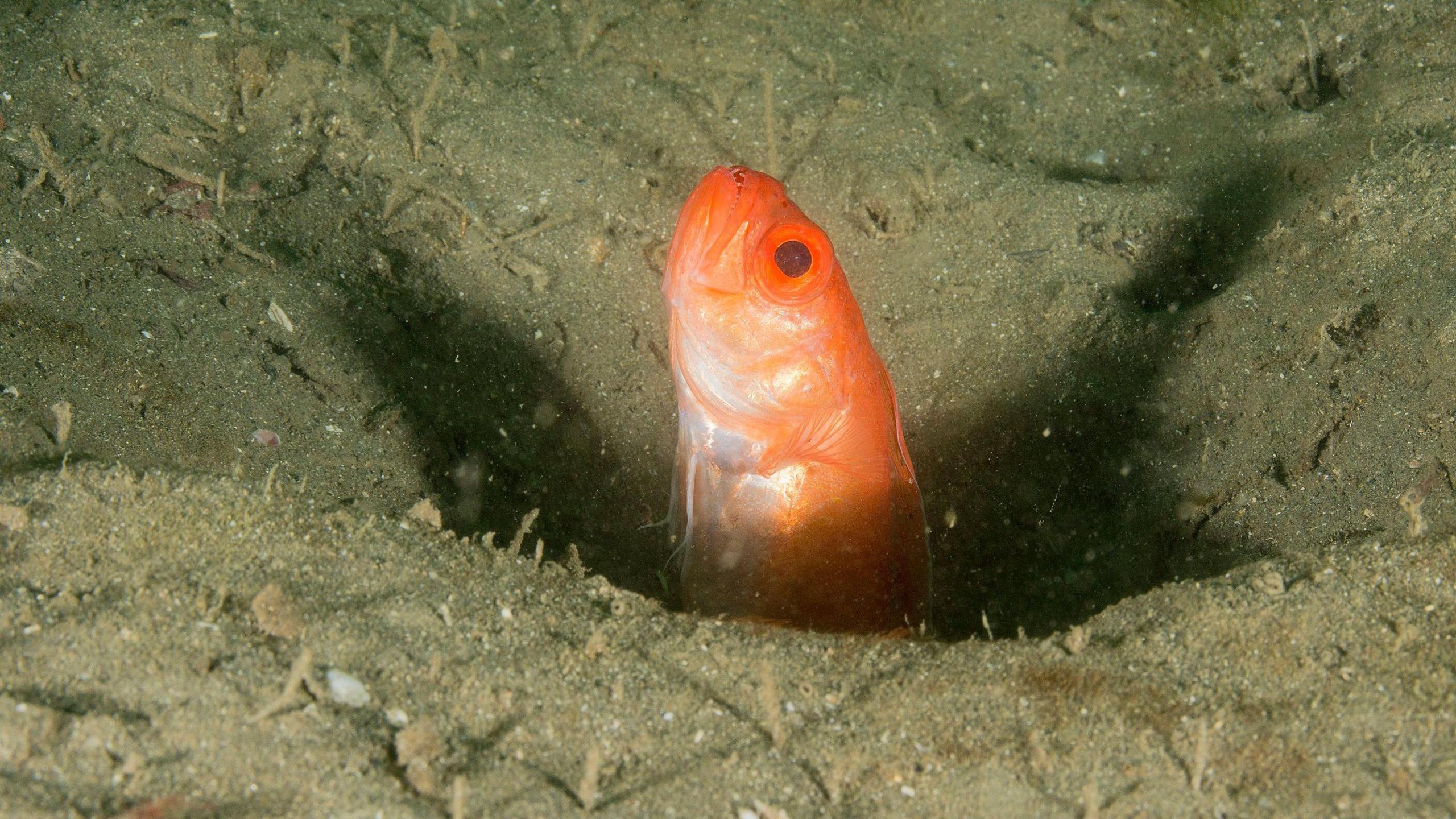 A red bandfish emerges from the sandy seabed. It is bright orange and its head and upper half are sticking out of brown sand