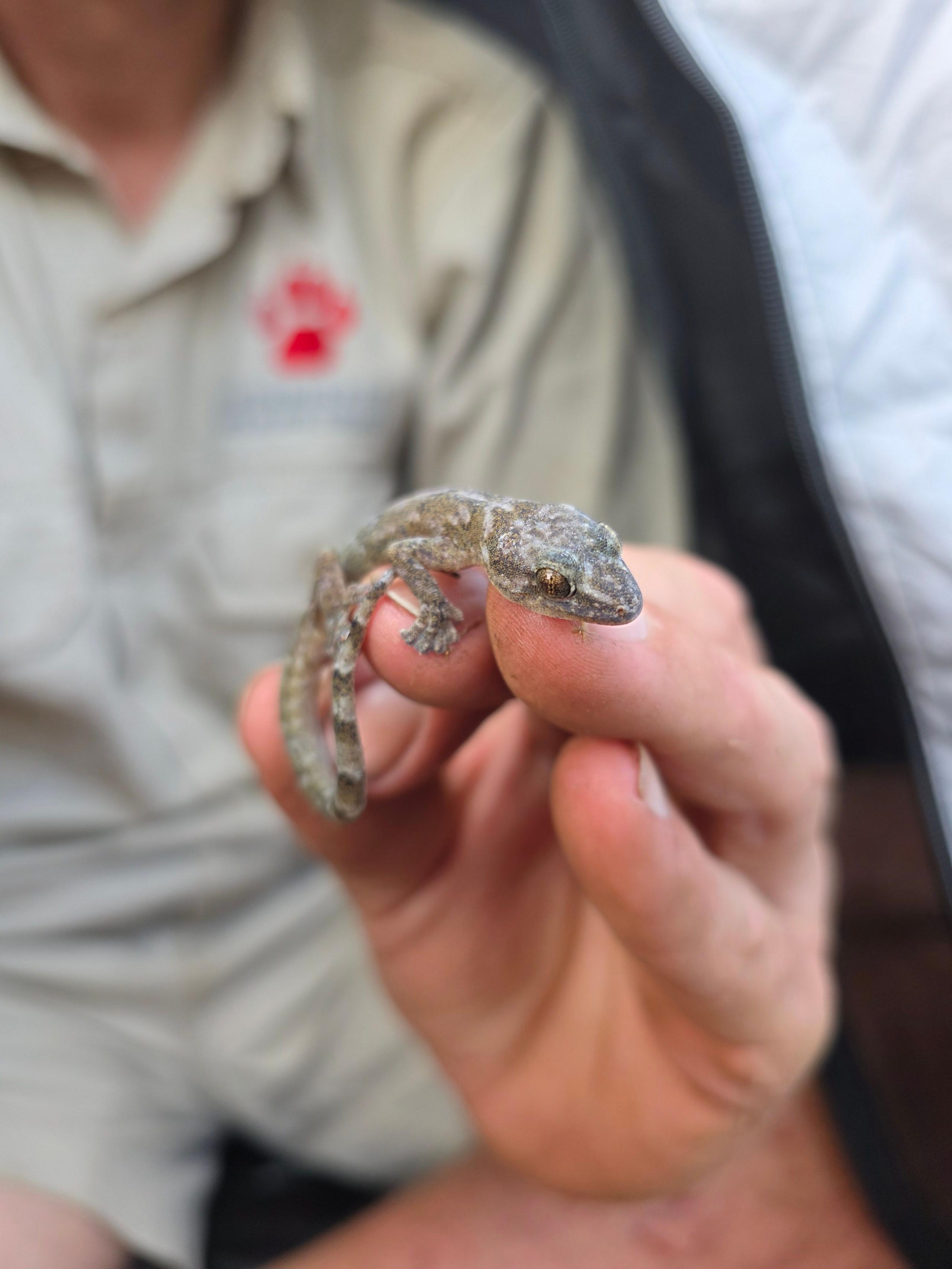 Darren Pietersen holds a juvenile Blyde Rondavel Flat Gecko (Afroedura rondavelica) - the first to be seen since its initial discovery in 1991.