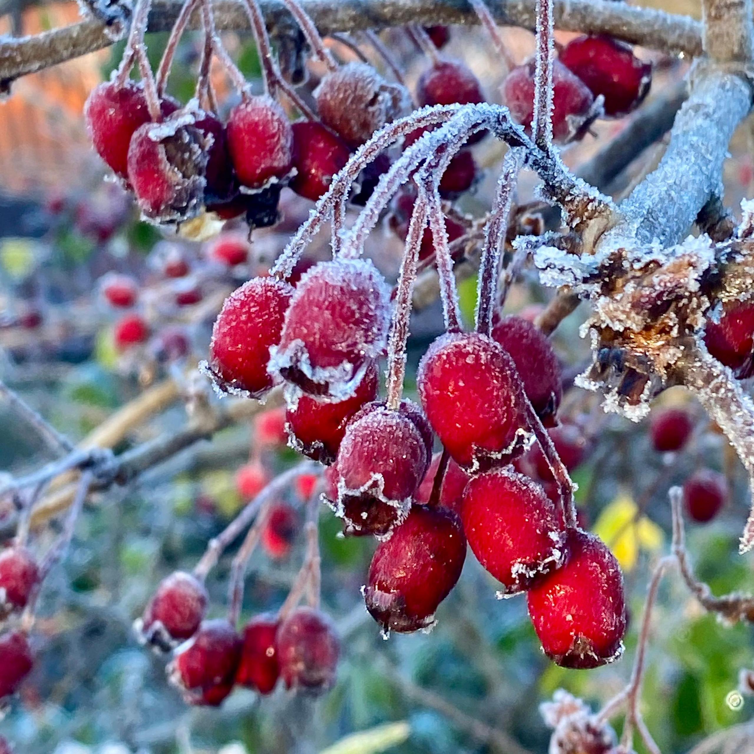 Some frost covered berries on a tree are bright red in colour