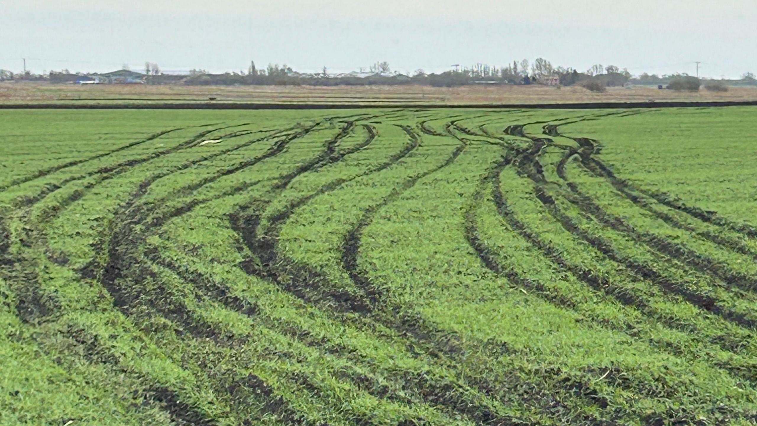 A large green field on a farm is covered in deep tyre marks left by vehicles used by hare coursers. There are deep grooves in the land.
