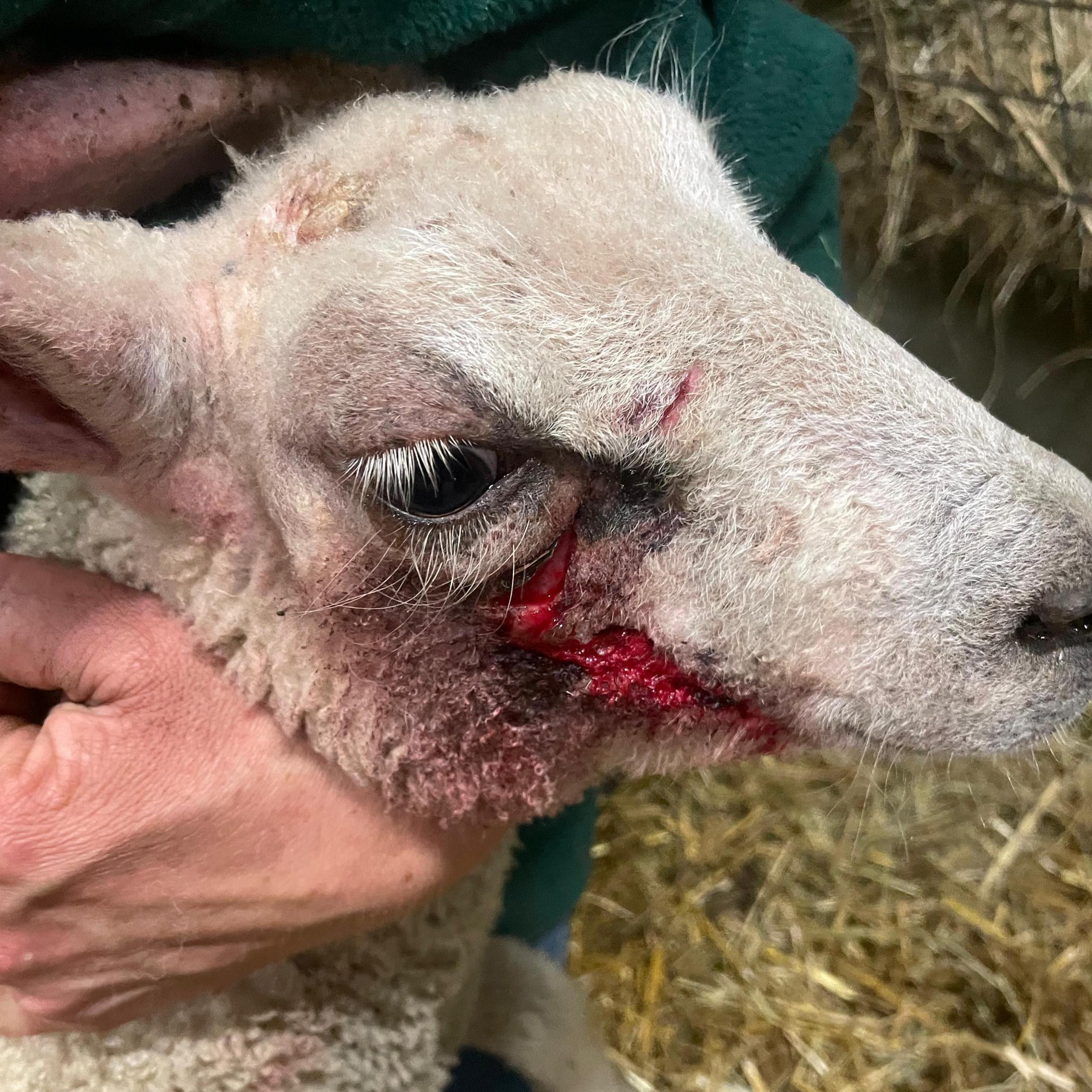 Injured sheep