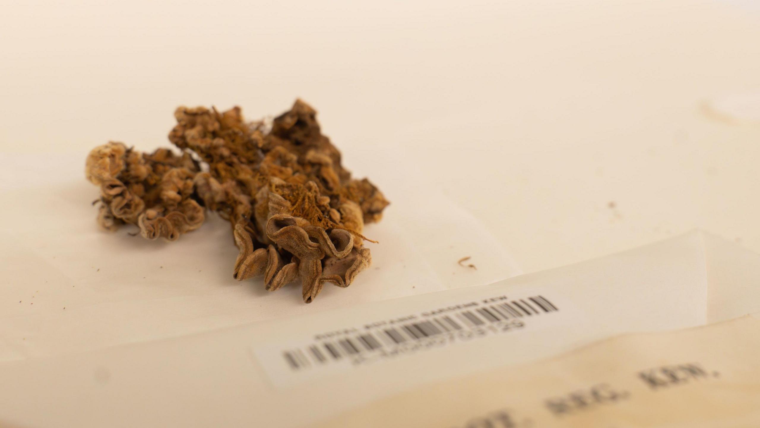 A brown fungus on a piece of paper.