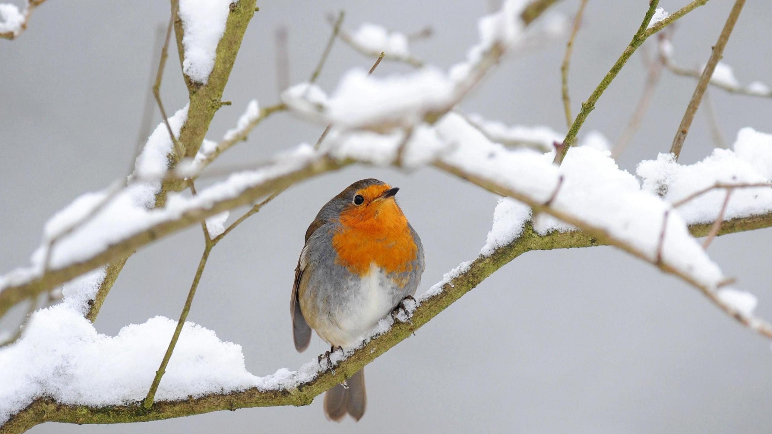 A robin sits on a snow-covered branch