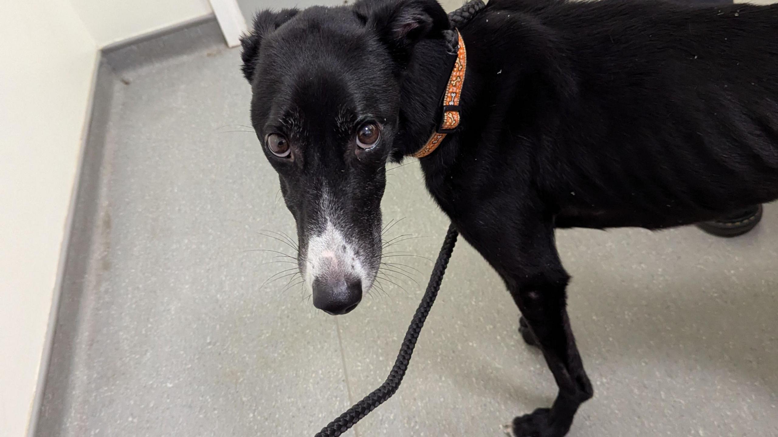 A black lurcher standing on the floor of a vet's surgery, staring into the camera