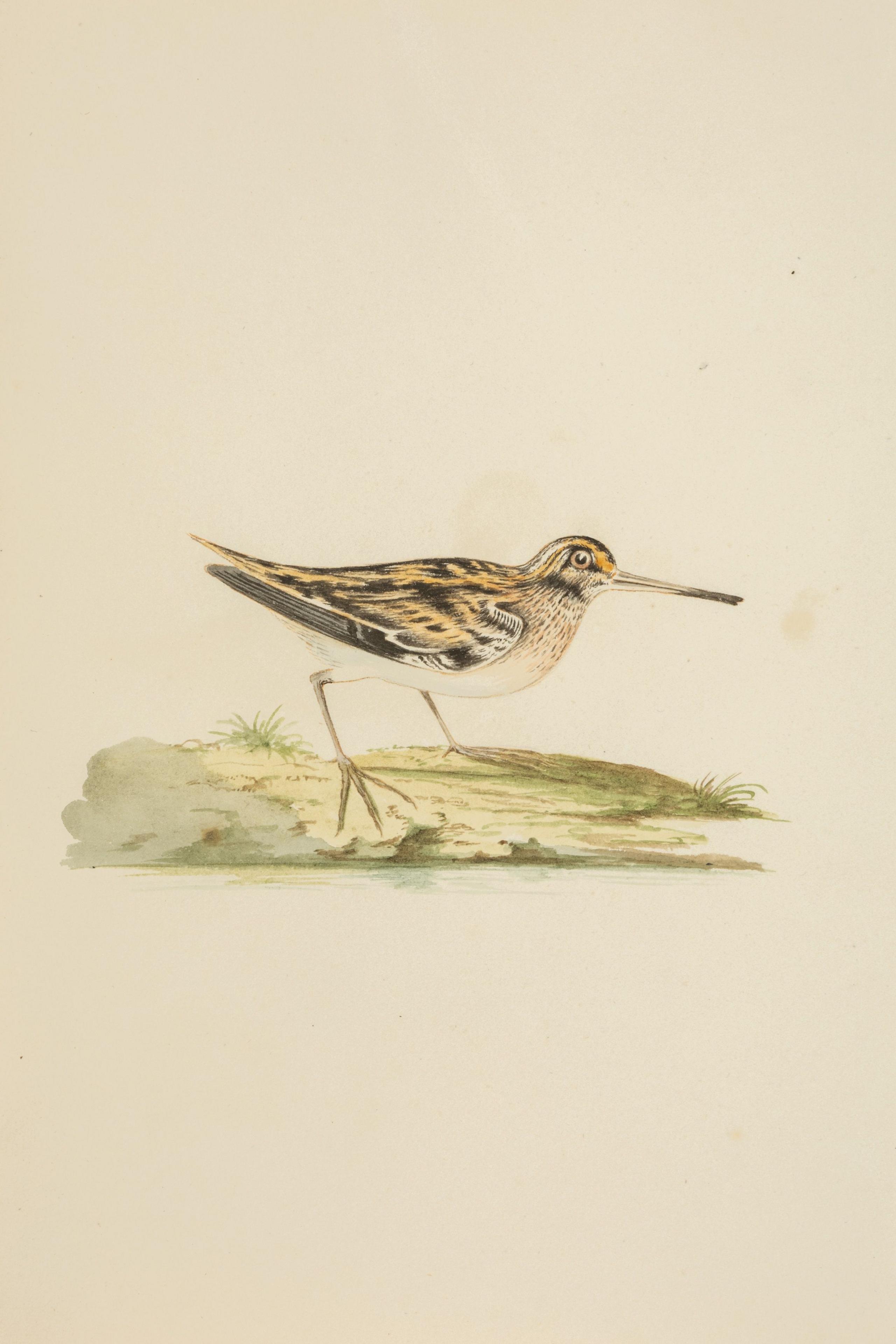 A watercolor painting of a bird on a patch of grass.