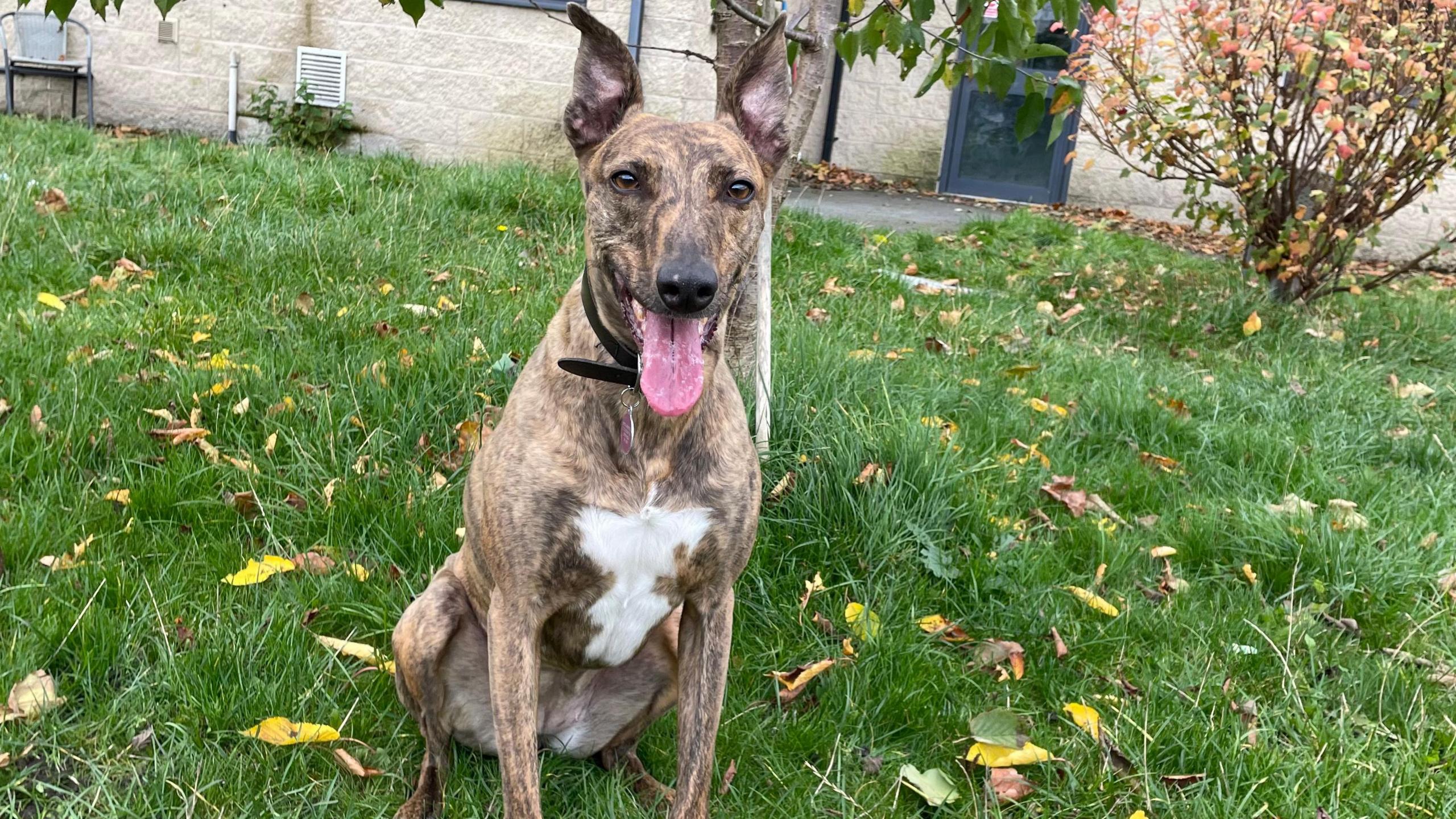 Nova sitting in the grass.