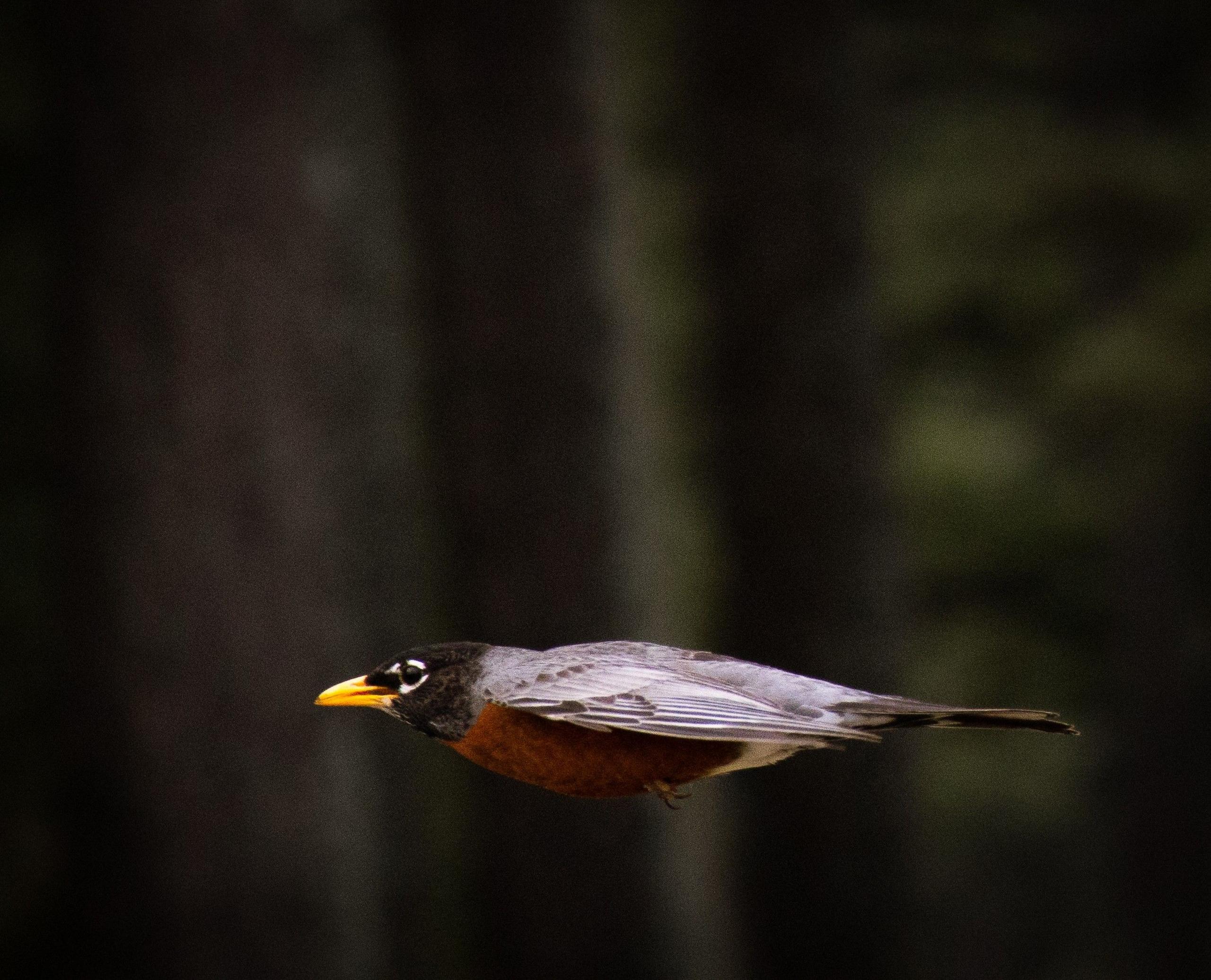 A robin flying 