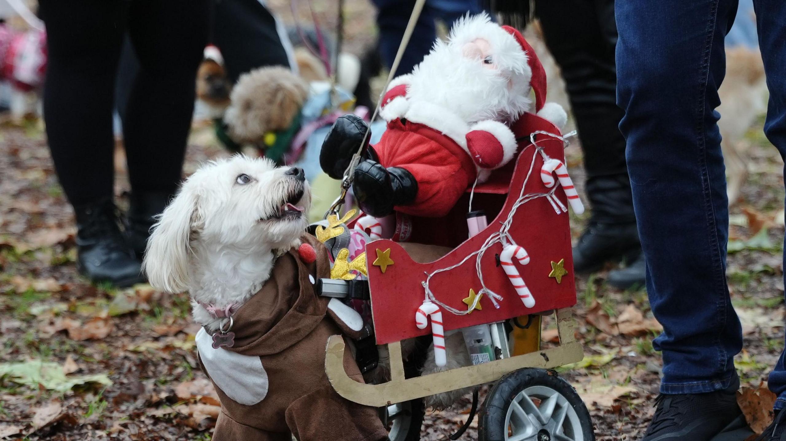 A white dog in a reindeer outfit and a sleigh with Father Christmas on its back