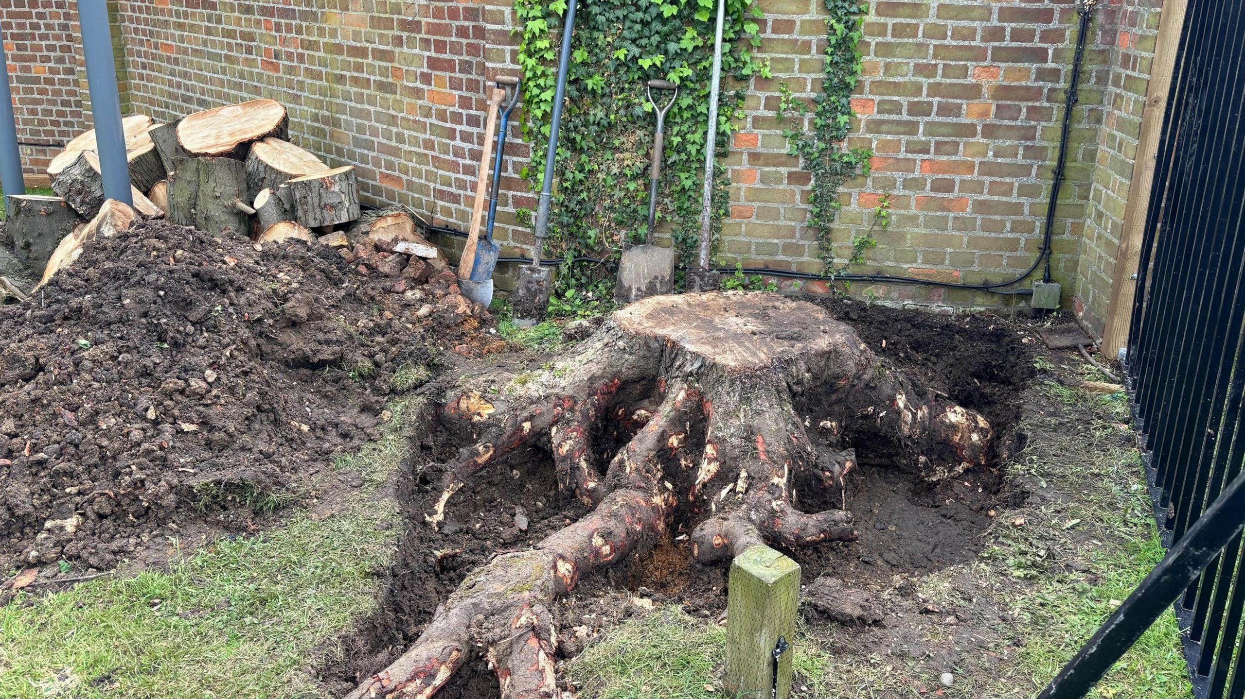 The stump of the chestnut tree