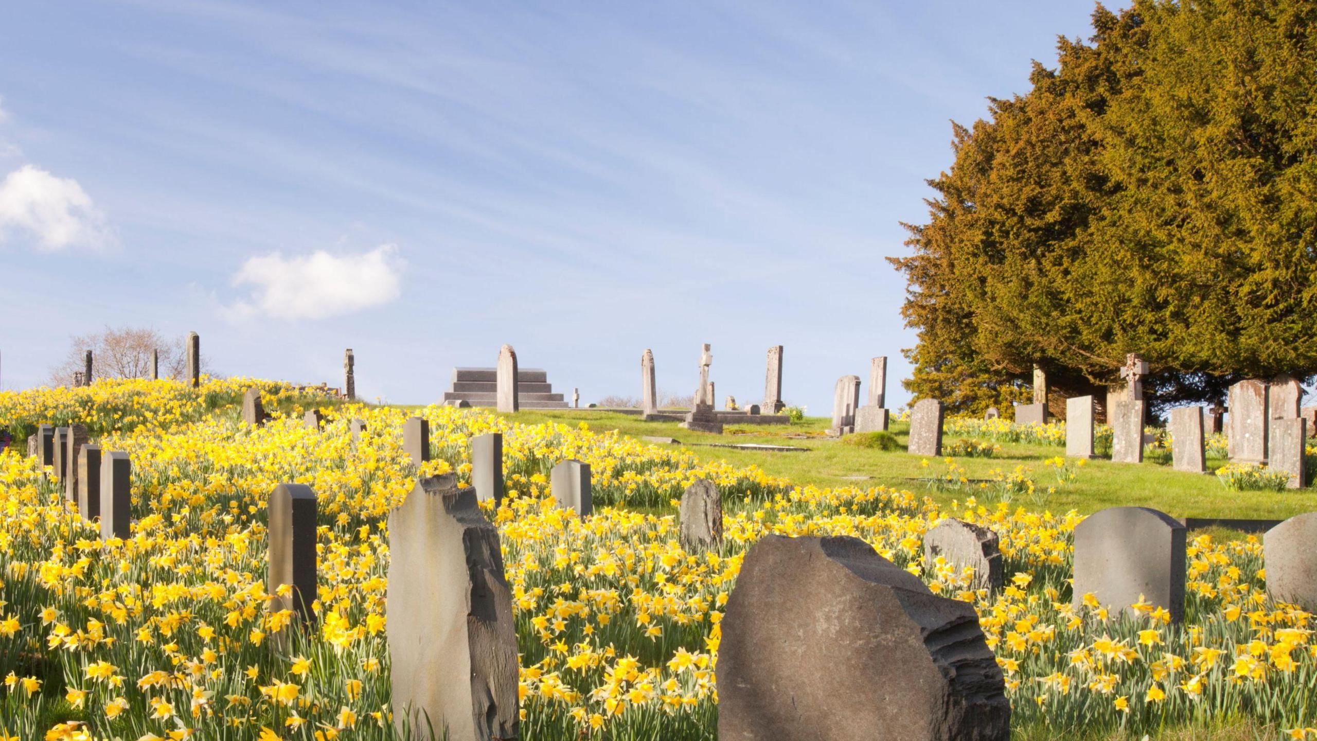 A graveyard with lots of daffodils between gravestones and trees on the right hand side