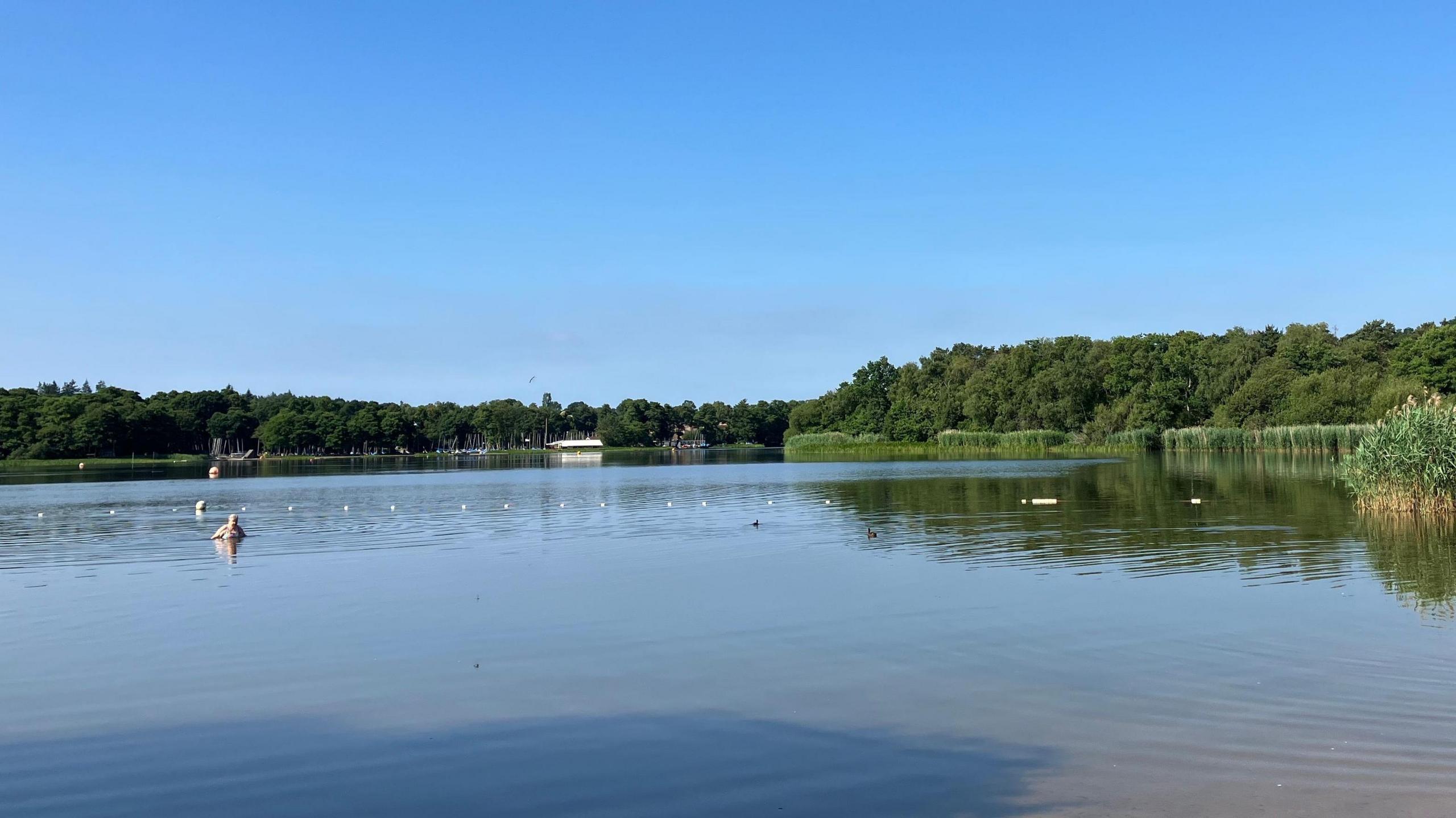 Swimmers in Frensham Great Pond in Surrey. A partition to mark out the swimming area can be seen in the image.