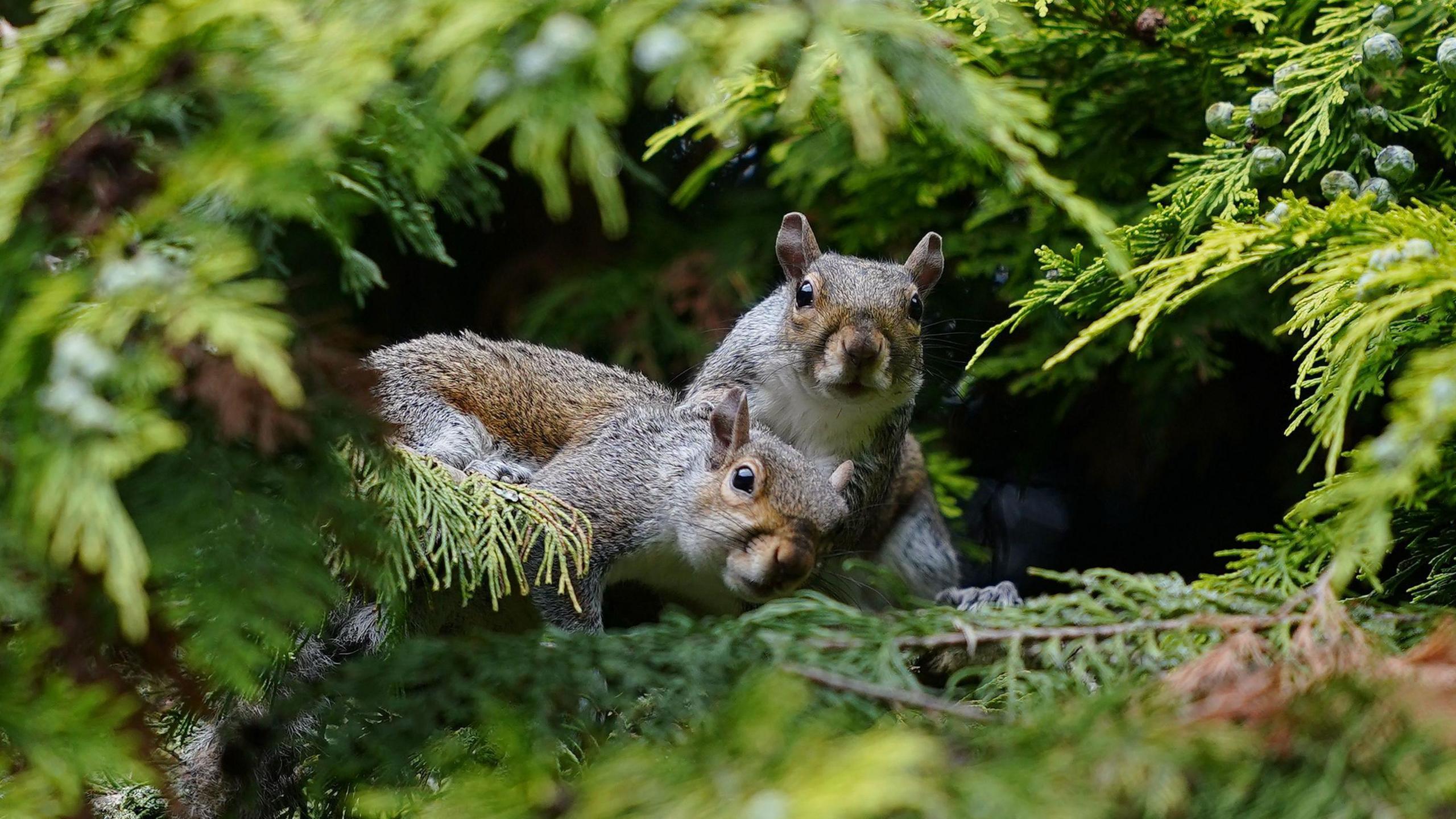 Two grey squirrels in a park.